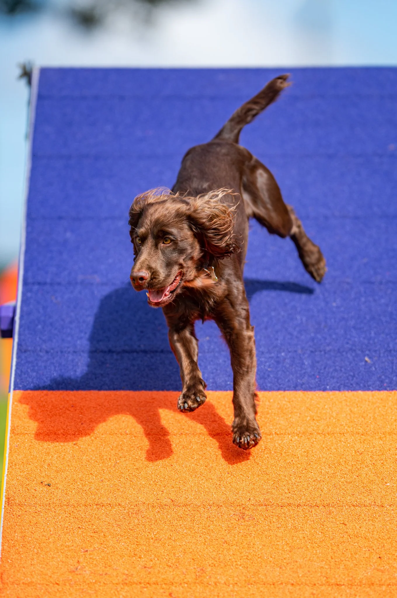 Why Foundation Skills Matter in Dog Agility
