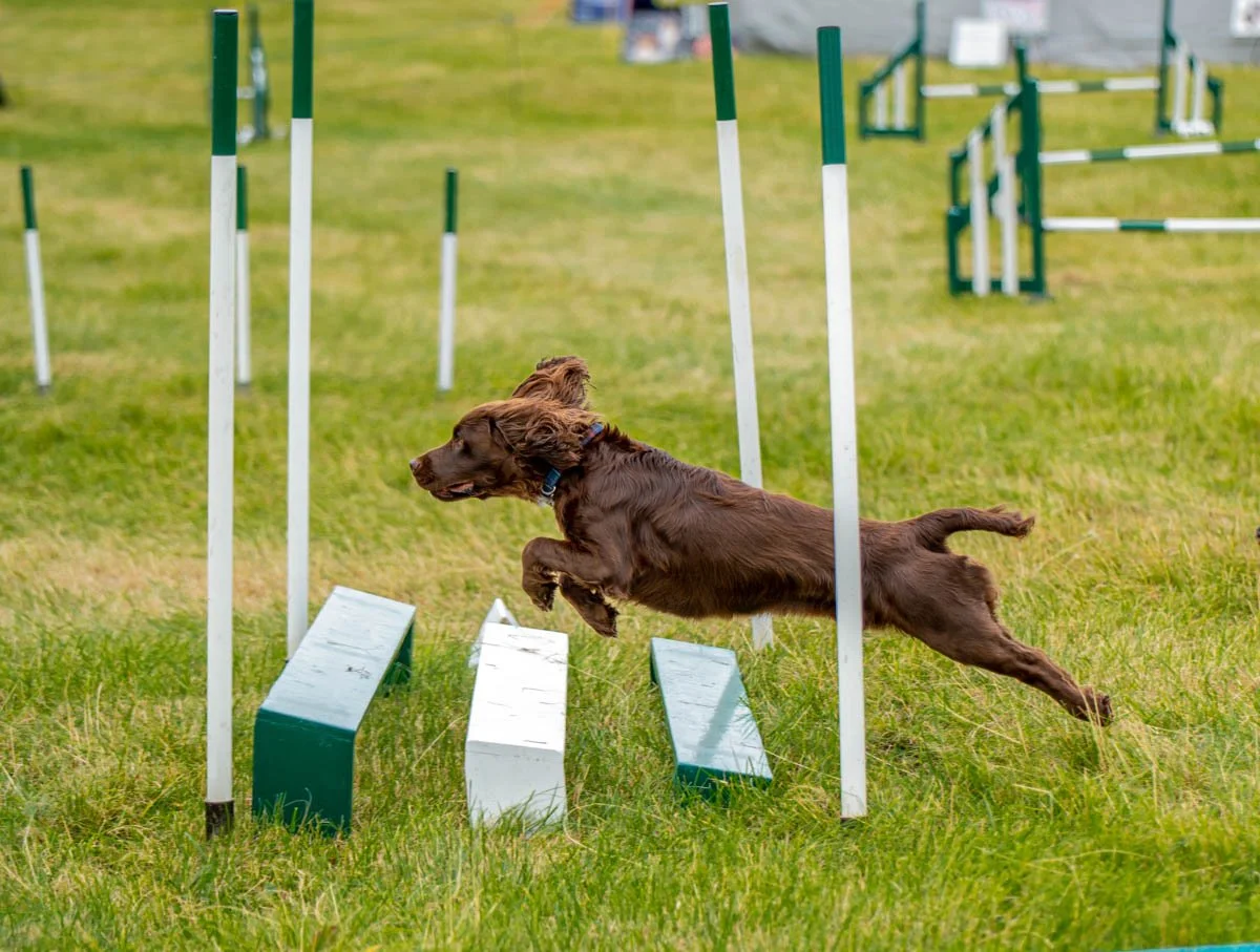 How to Choose Your First Dog Agility Class