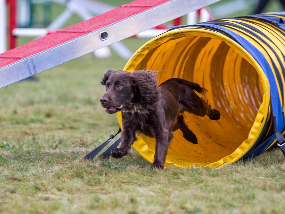 What Dog Agility Equipment Do Beginners Need?