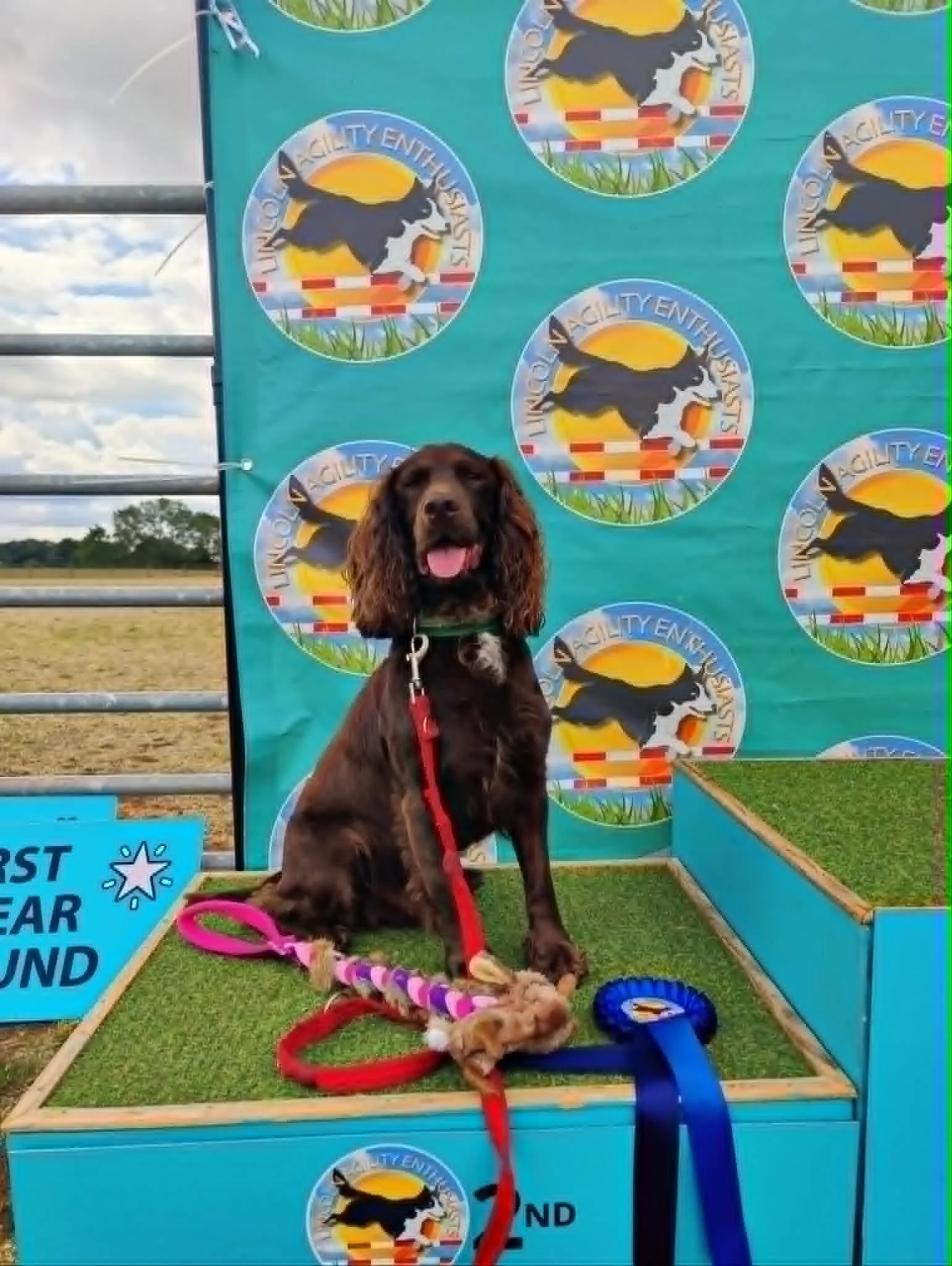 How to Prepare for Your First Dog Agility Competition