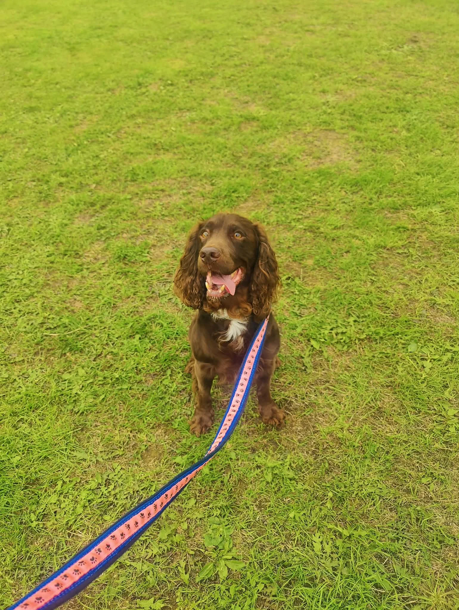Three Eliminations, 10 Faults and a Clear Training Plan: Rio at Agility Nuts