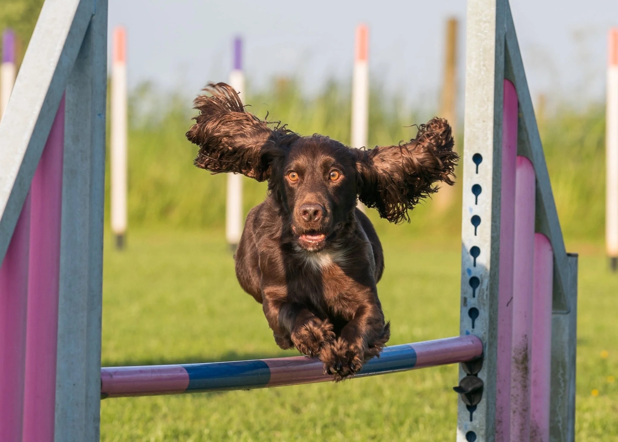 Ending Our Competition Season at Longfield Agility