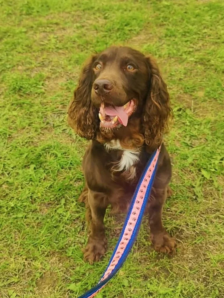 Nikki Hodgson competing with Rio at Agility Nuts