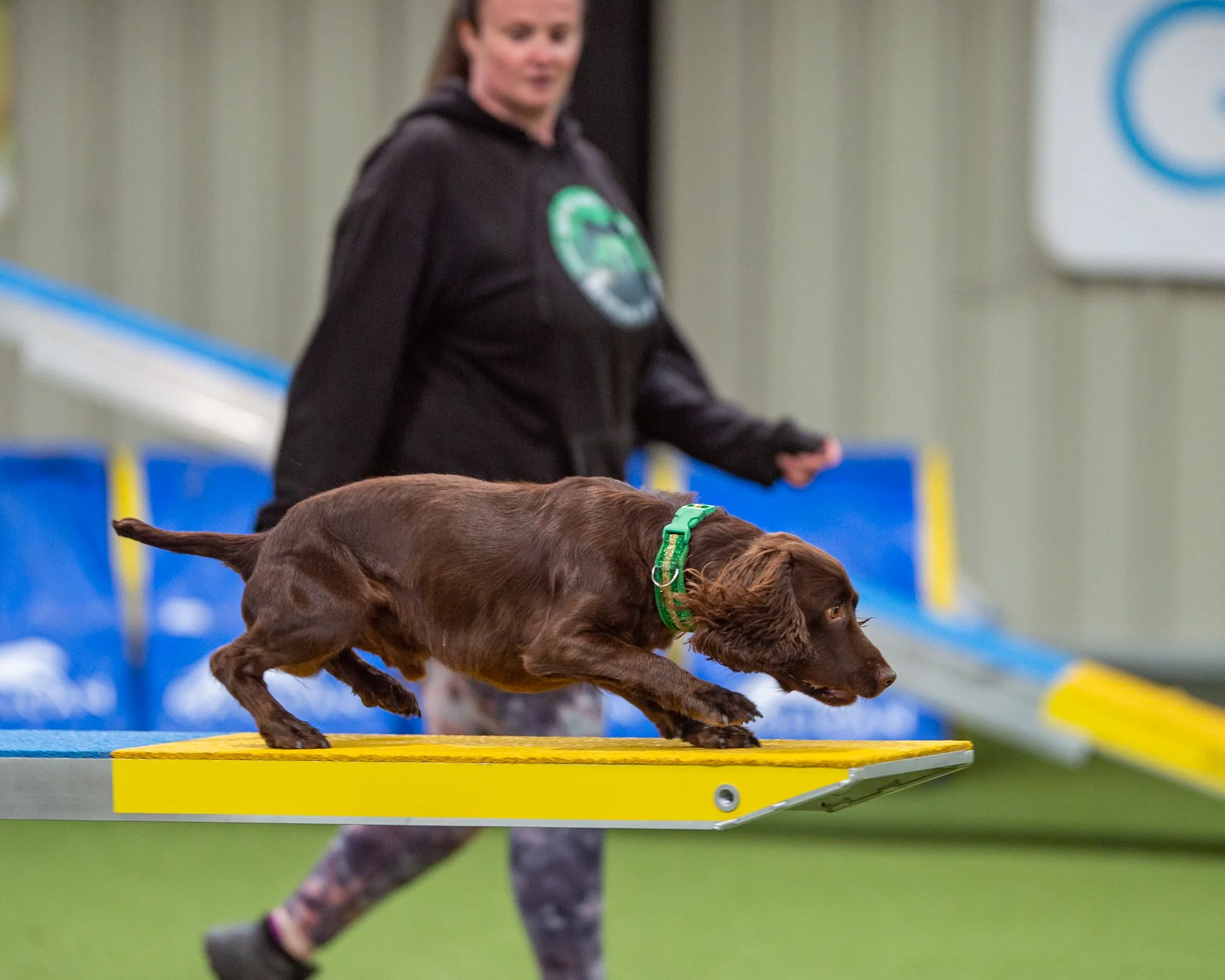 Young dog learning agility foundations in Leeds