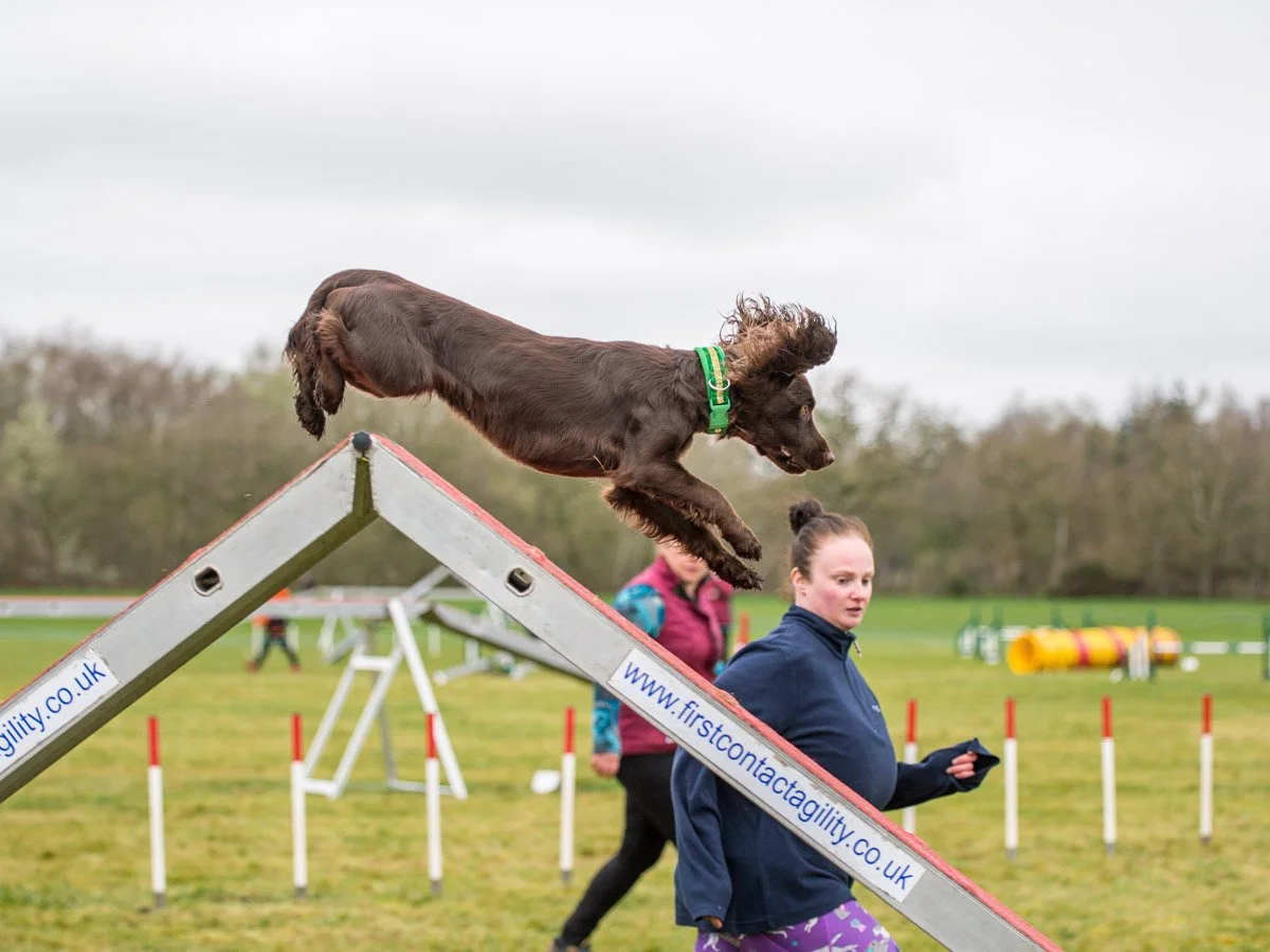 Beginner dog agility training in Leeds