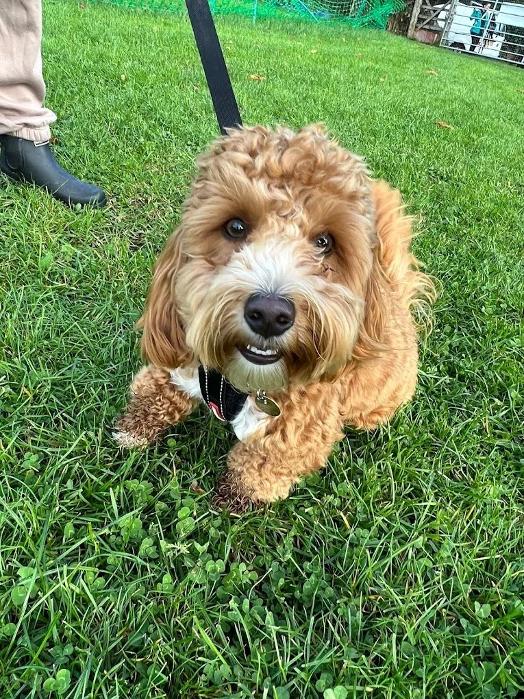 One-to-one dog training in Leeds