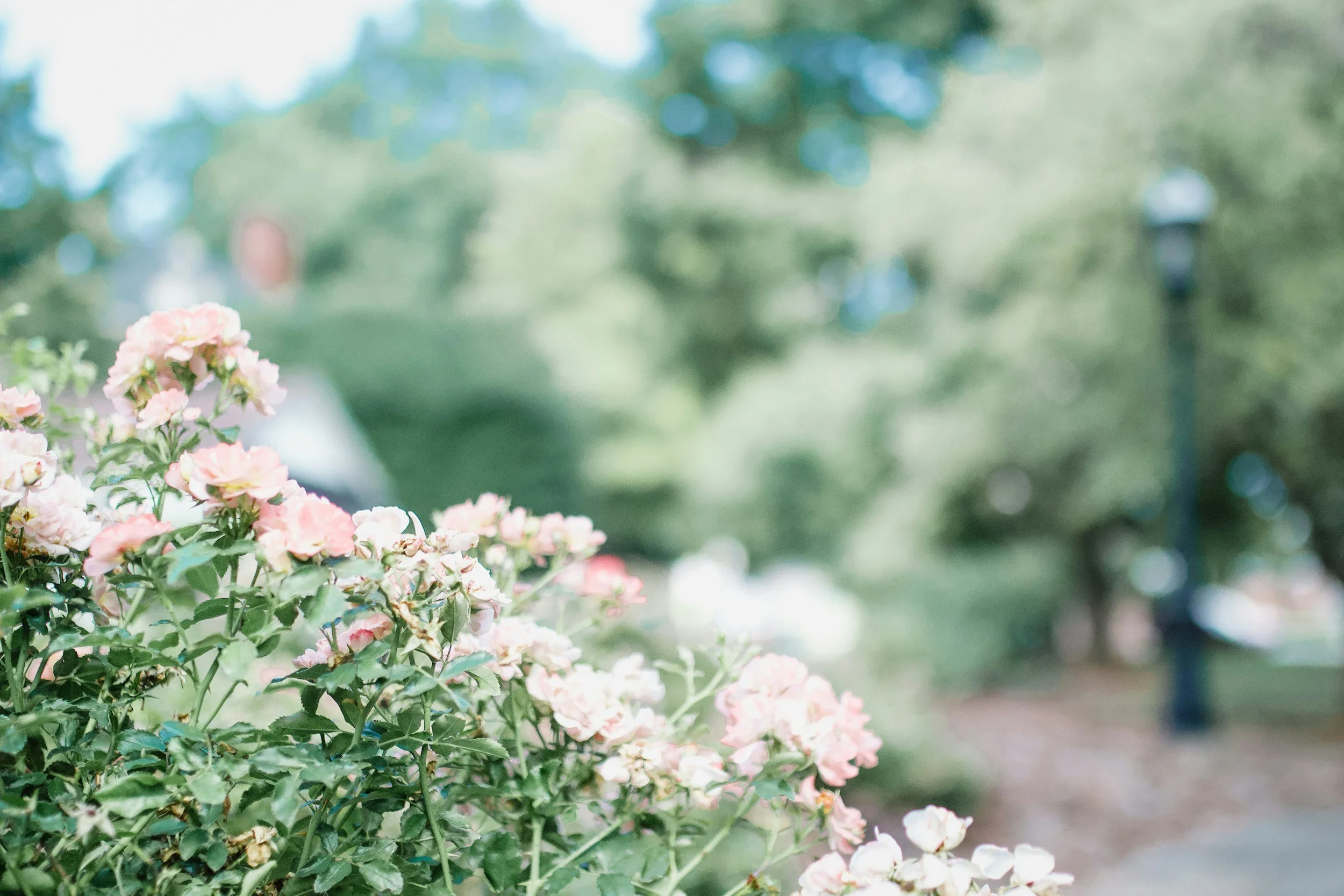 Pink and white flowers in a garden with trees and a pathway with a lamppost in the background.