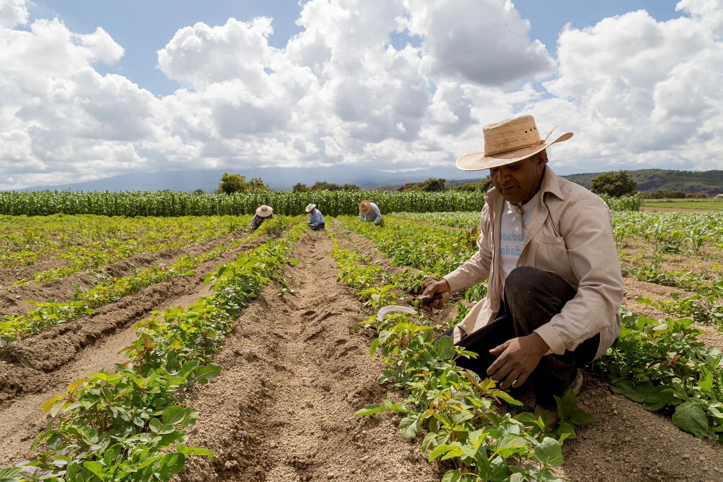 A farmer wearing a straw hat working along crop rows in a large open agricultural field.