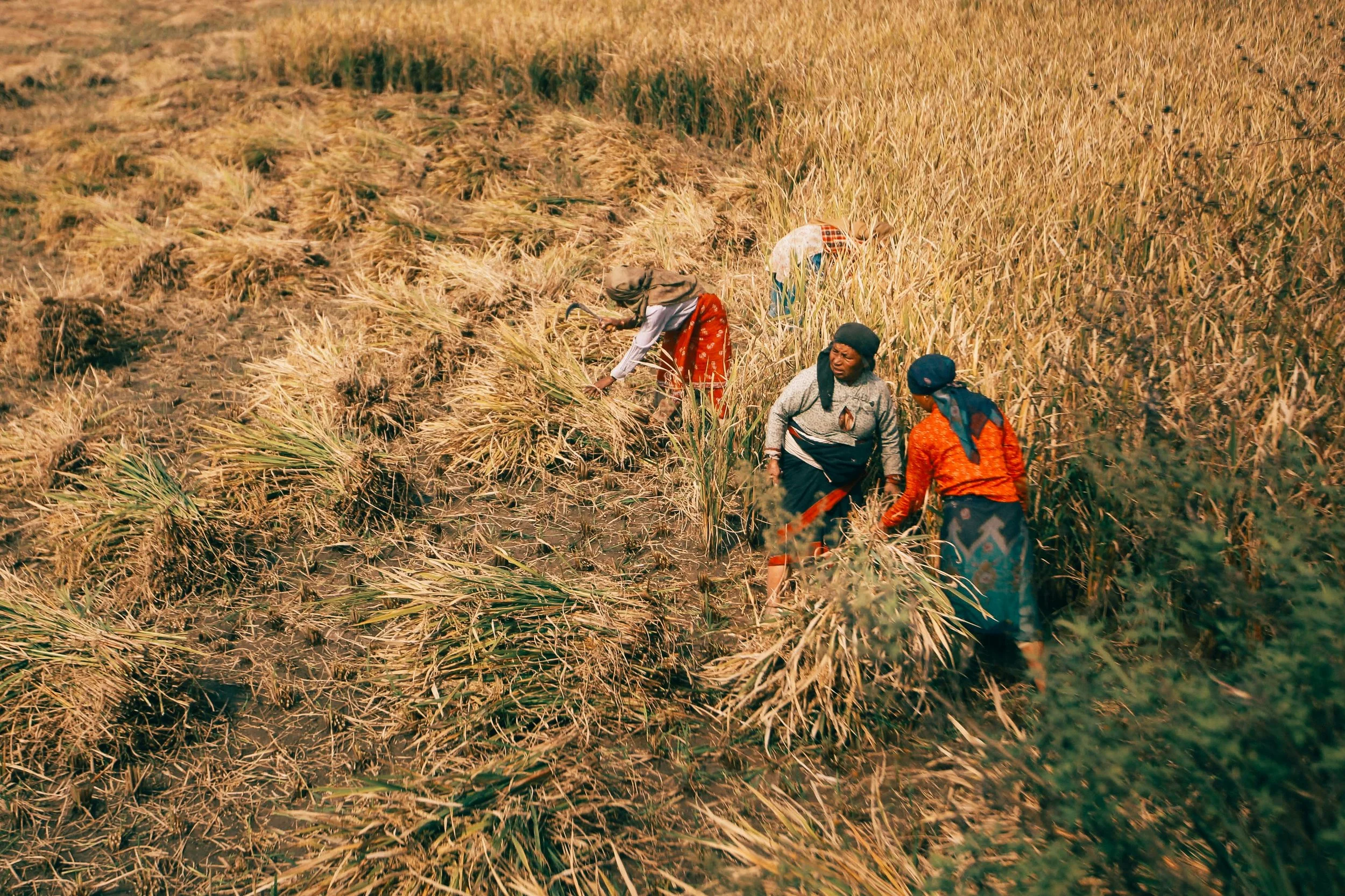 A group of agricultural workers harvesting grain together in a dry field.