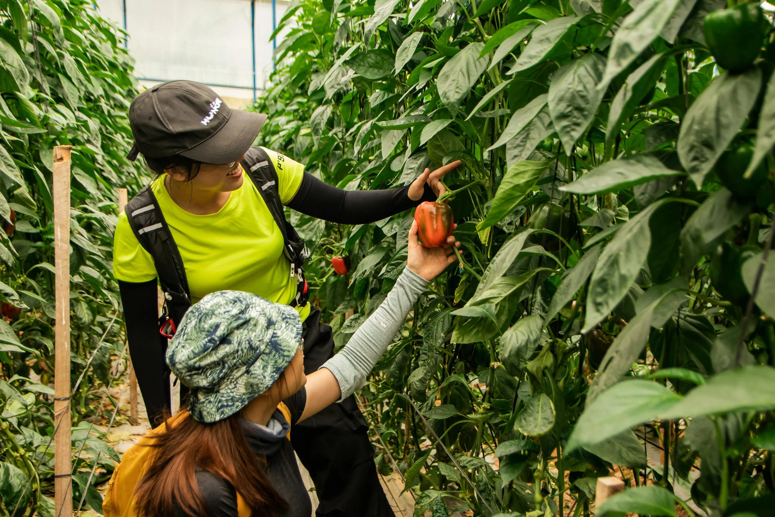 Two agricultural producers inspecting a bell pepper together inside a greenhouse.