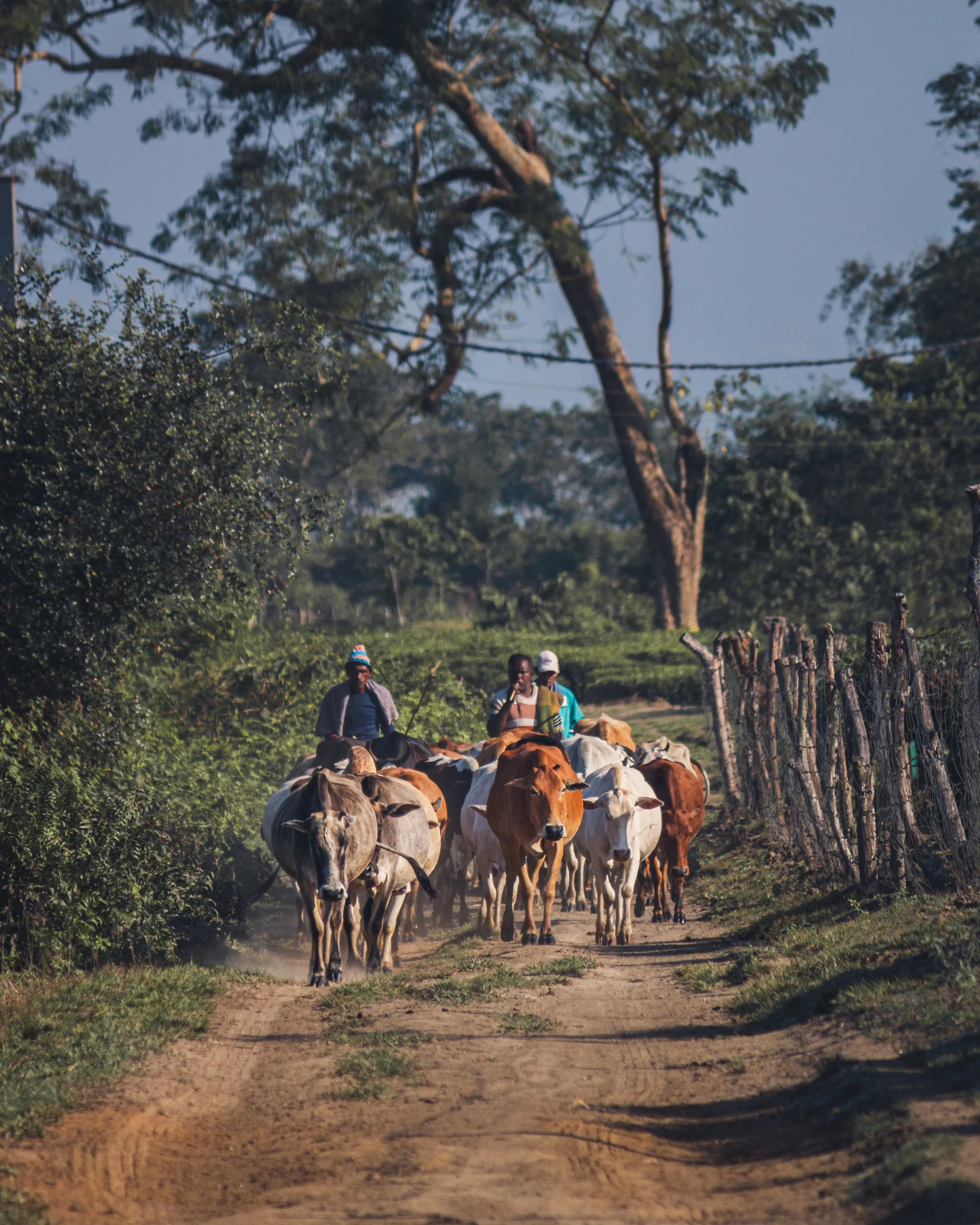 Farmers herding livestock, representing resilient rural communities and agricultural livelihoods