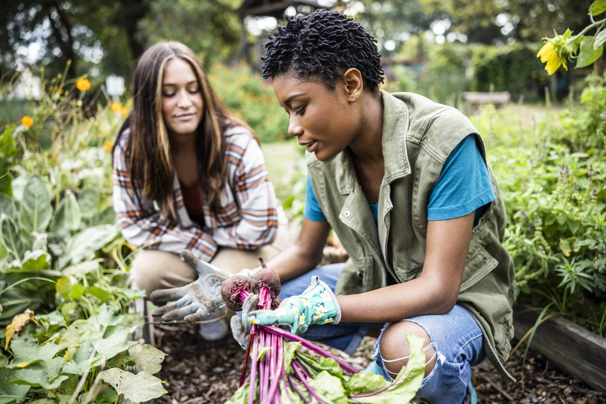 Two women collaborating in a garden while examining freshly harvested beets.