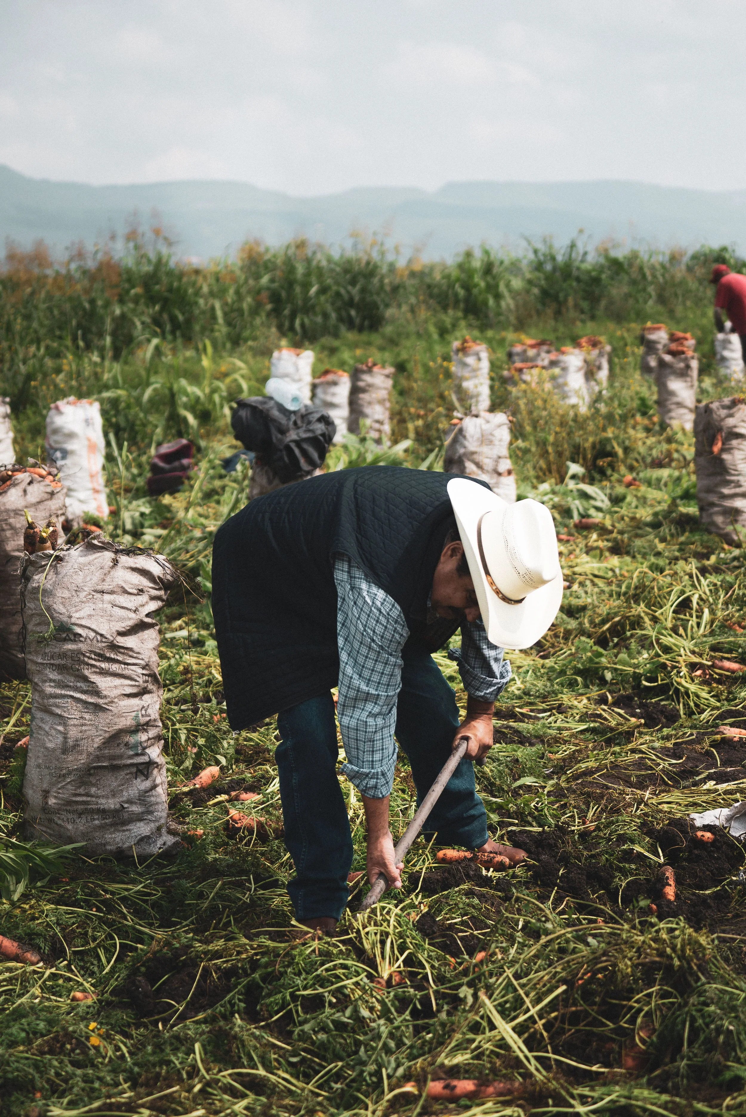 A farmer wearing a cowboy hat harvesting carrots with a hand tool beside filled crop sacks.