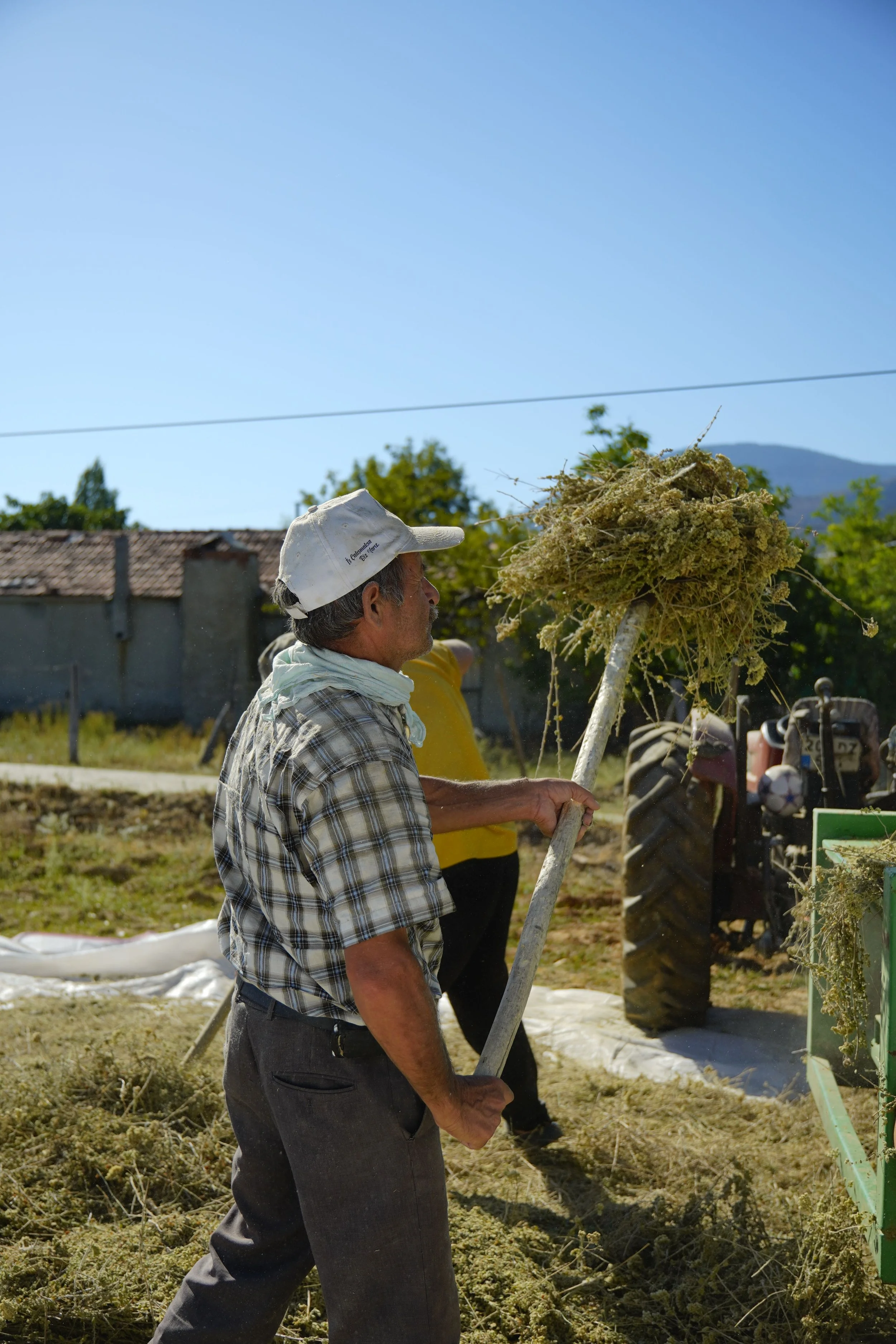 Farmer harvesting crops, representing agricultural enterprises and rural economic growth