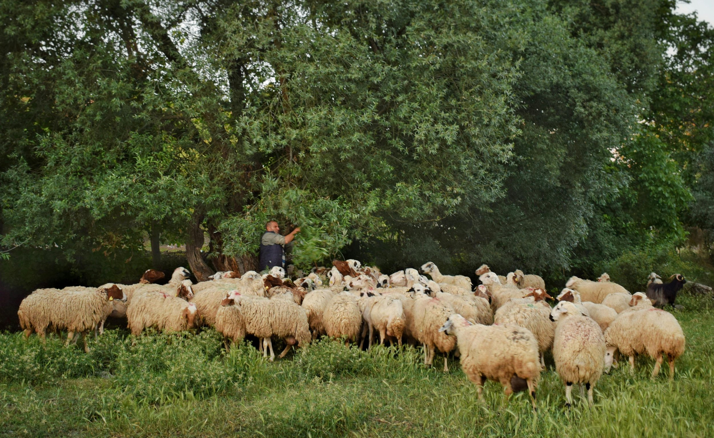 A man tending to a flock of sheep under a large, leafy tree in a grassy field.