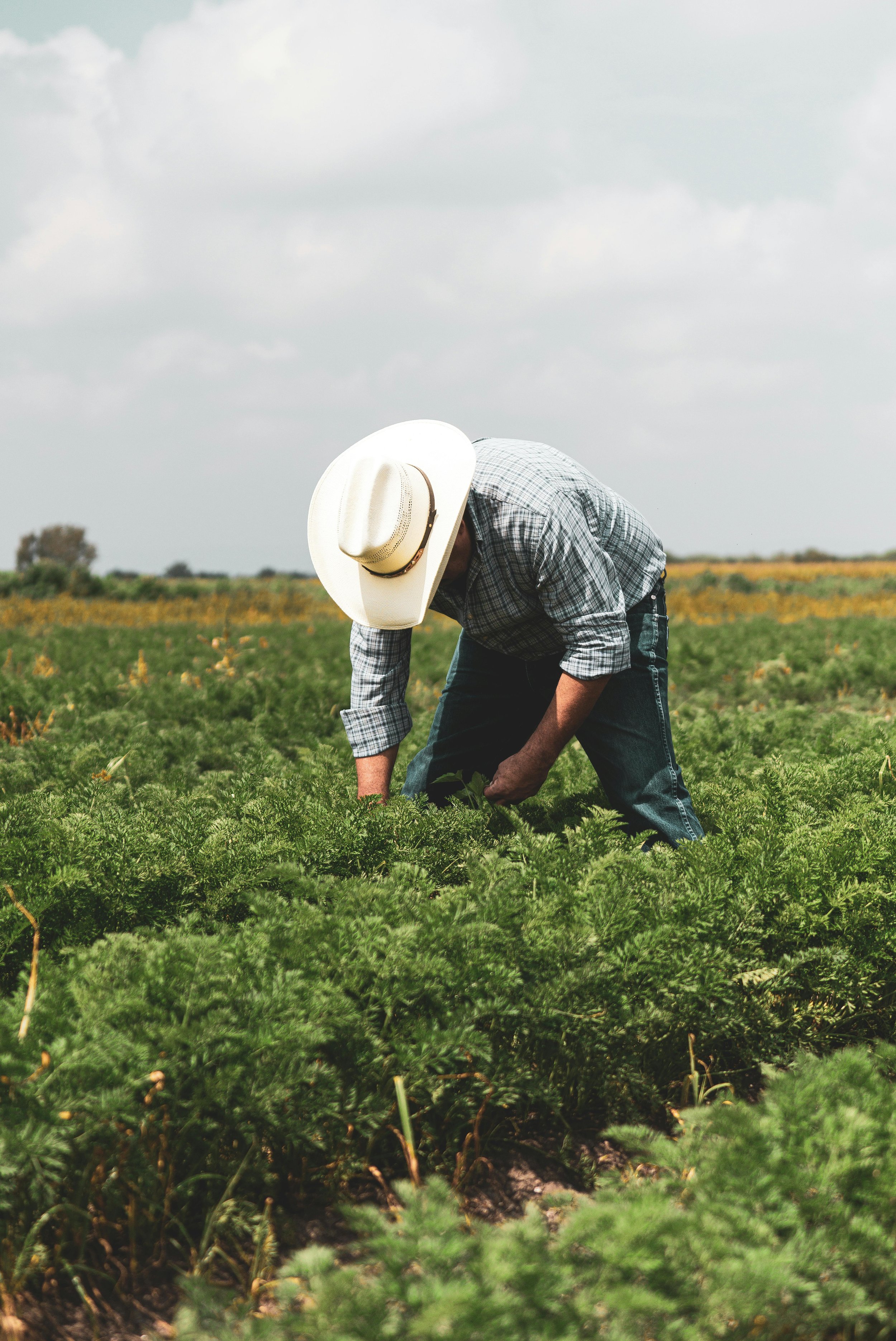 Farmer in a white cowboy hat bending down to inspect crops in an open agricultural field.