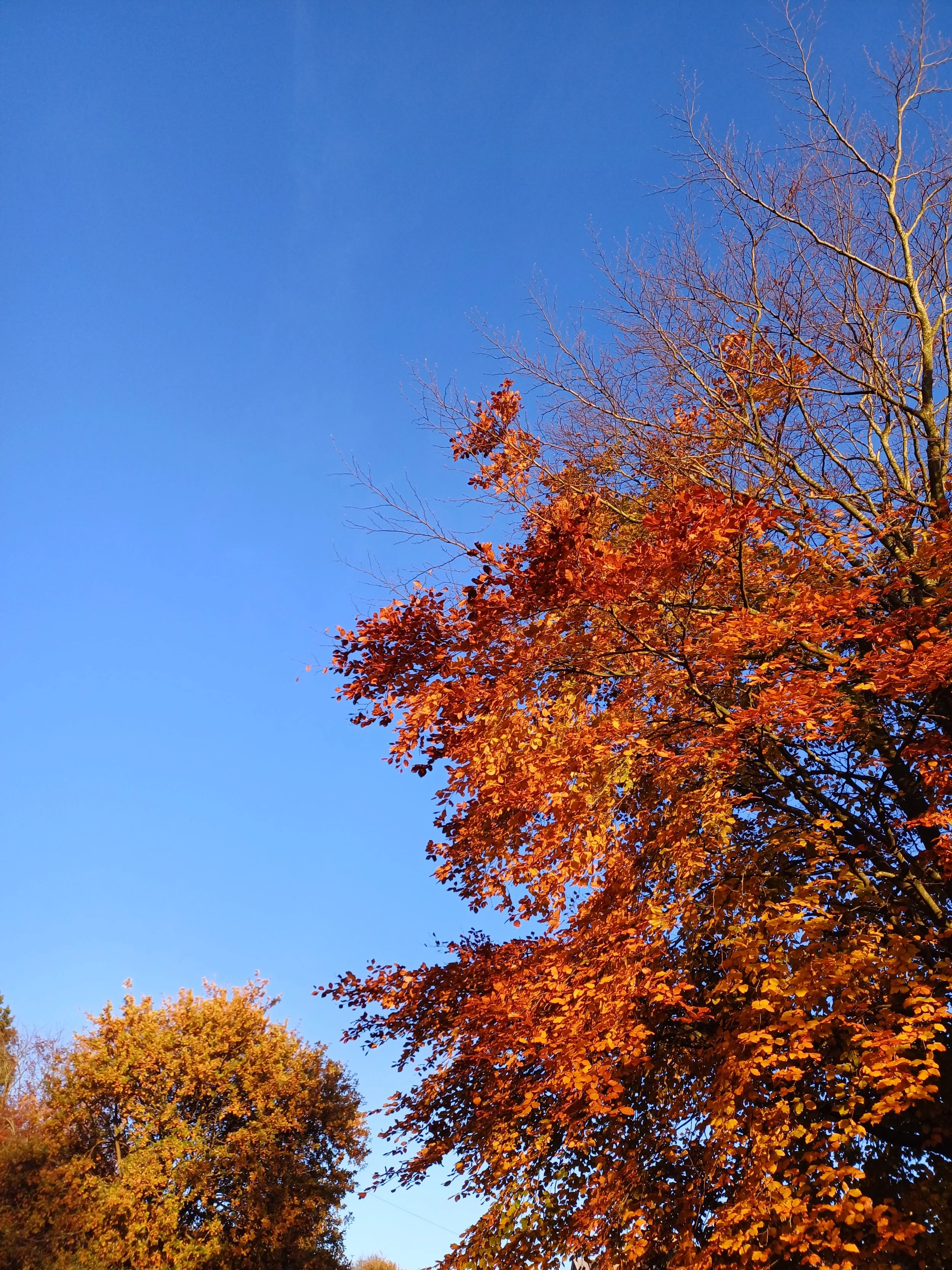 Sefton park autum tree top.jpg