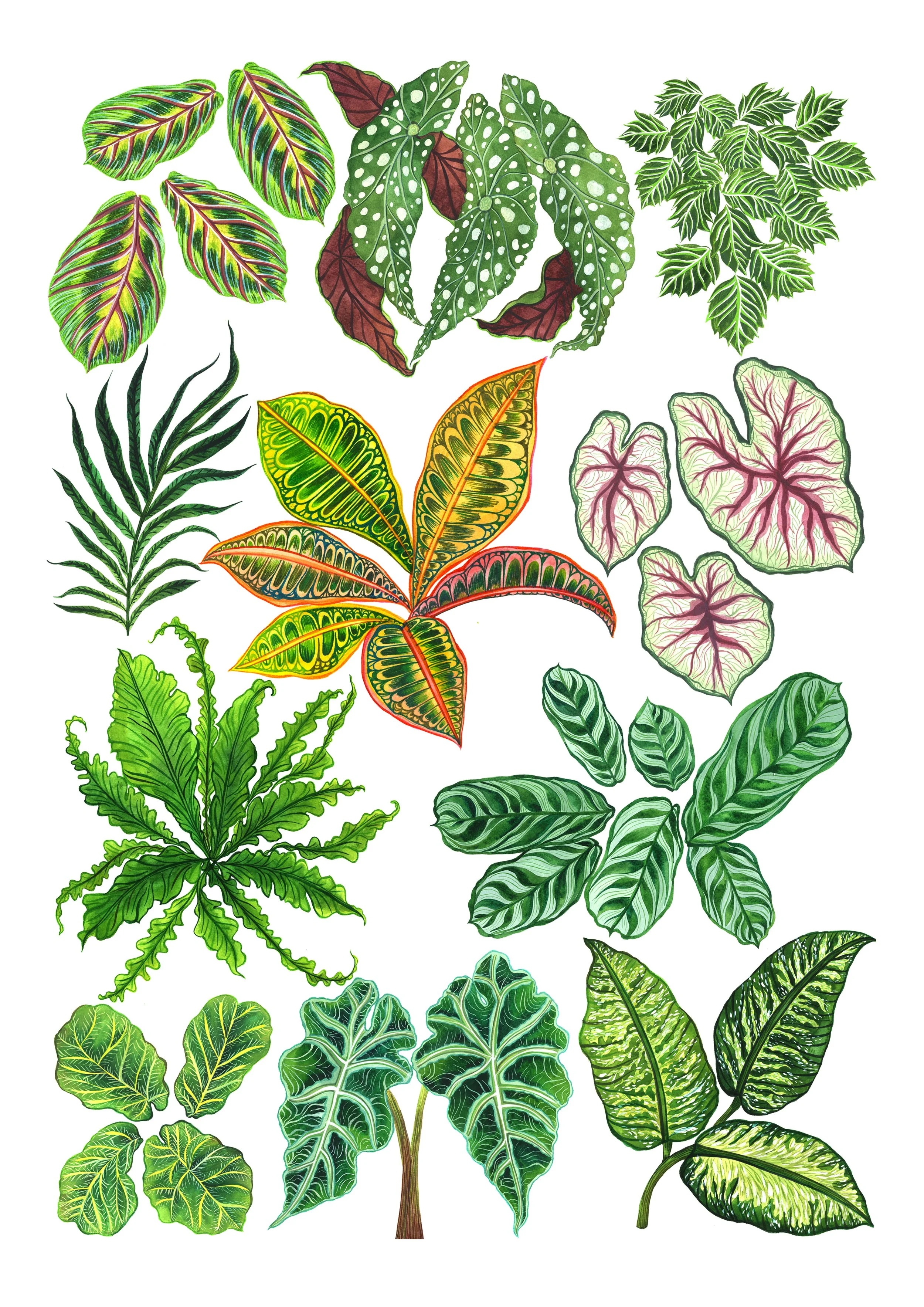 leafy plants _1.jpg