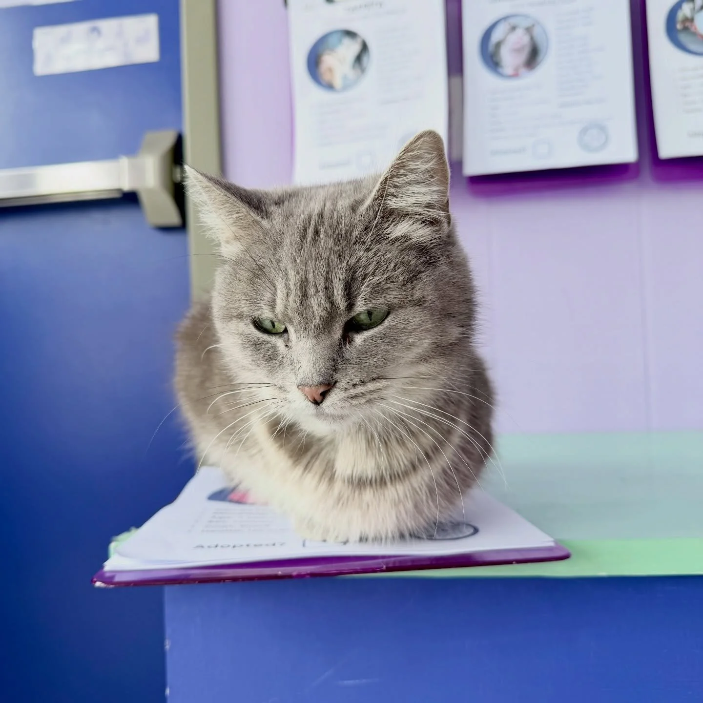 Meet a few of the cats in our Cat Room who arrived here thanks to @sbzcats ! 😸

Saved by Zade is hosting a live music fundraiser this Saturday, with a live stream option for anyone who cannot attend in person.

✨ Voices for the Voiceless
💜The Fledg