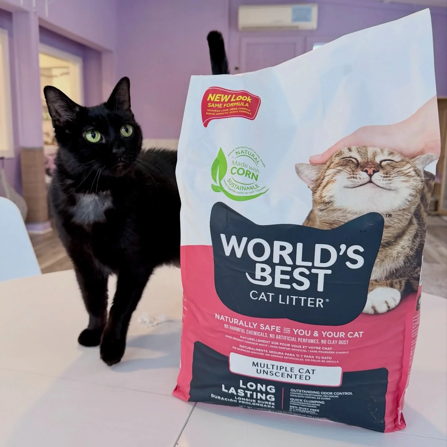 Raven Wood (adoptable) approves of clean, sustainable litter! 

Through the #GiveLitter program with @worldsbestcatlitter, we&rsquo;re able to use an option that&rsquo;s better for the cats and the planet. 😺💜