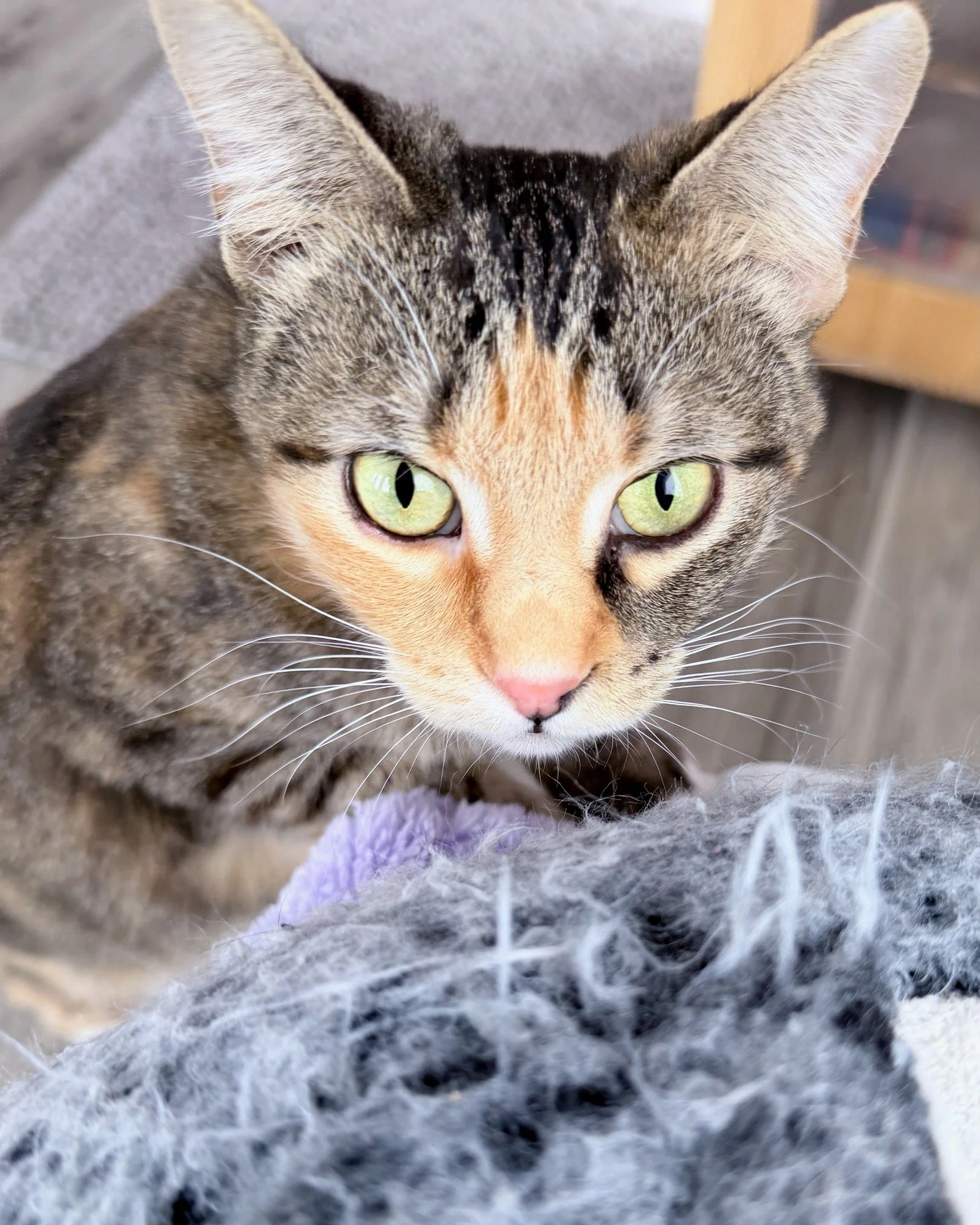 Meet Dove, our second longest resident at the cafe. 🕊️

She is a three year old calico who has been shy in the cat room, but she warms up with time and enjoys calm affection. 

Dove would thrive in a quieter home where she can adjust at her own pace