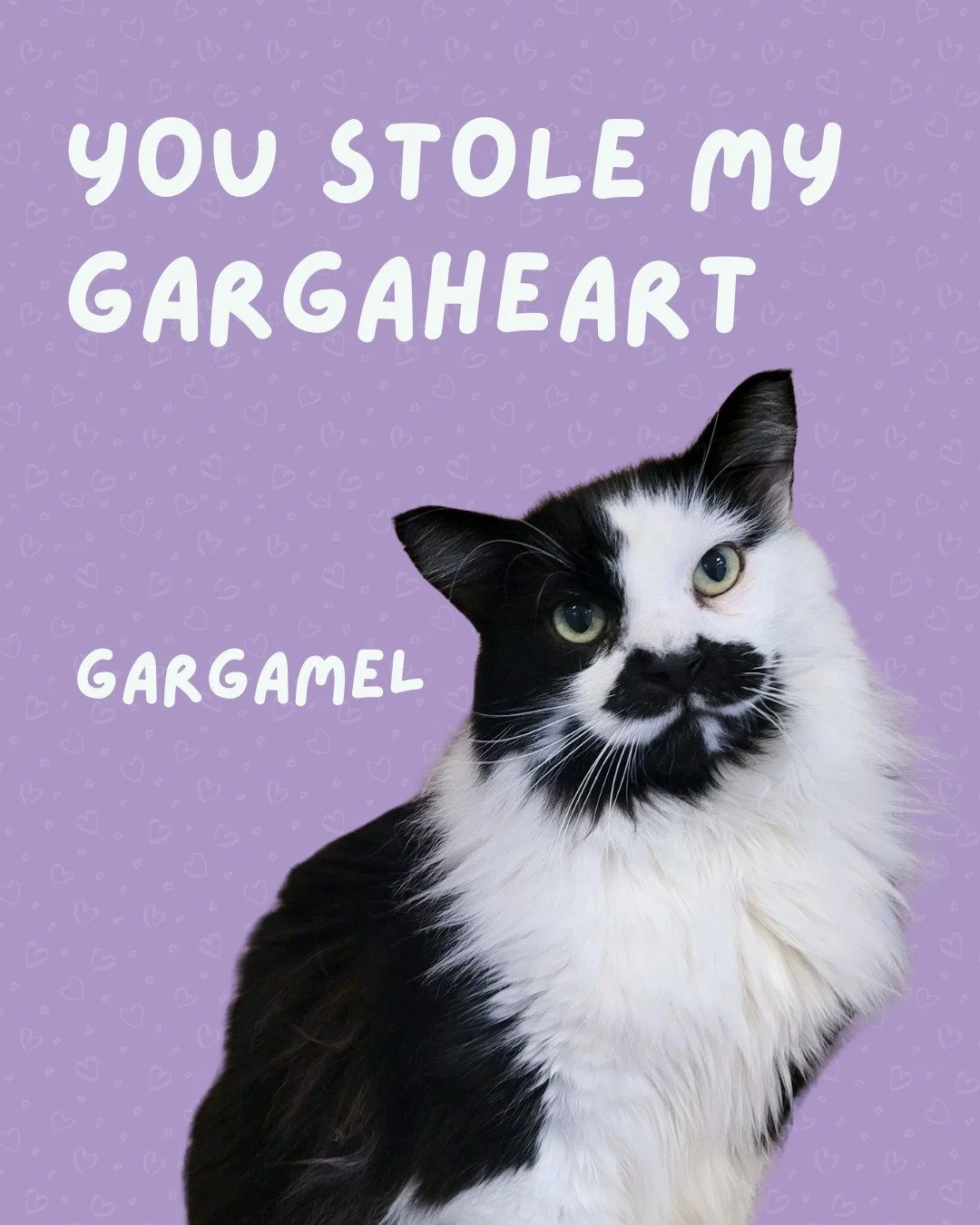 Our cats are looking for their purrfect match! Could that be you? 💜

Visit the 🔗 in our bio to fill out an adoption application.