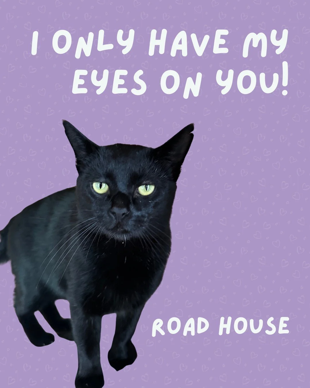 Are you still looking for your Valentine? We have some adorable catdidates.💜

All of these kitties are currently adoptable! Check out the 🔗 in our bio to fill out application or book a visit to meet them.