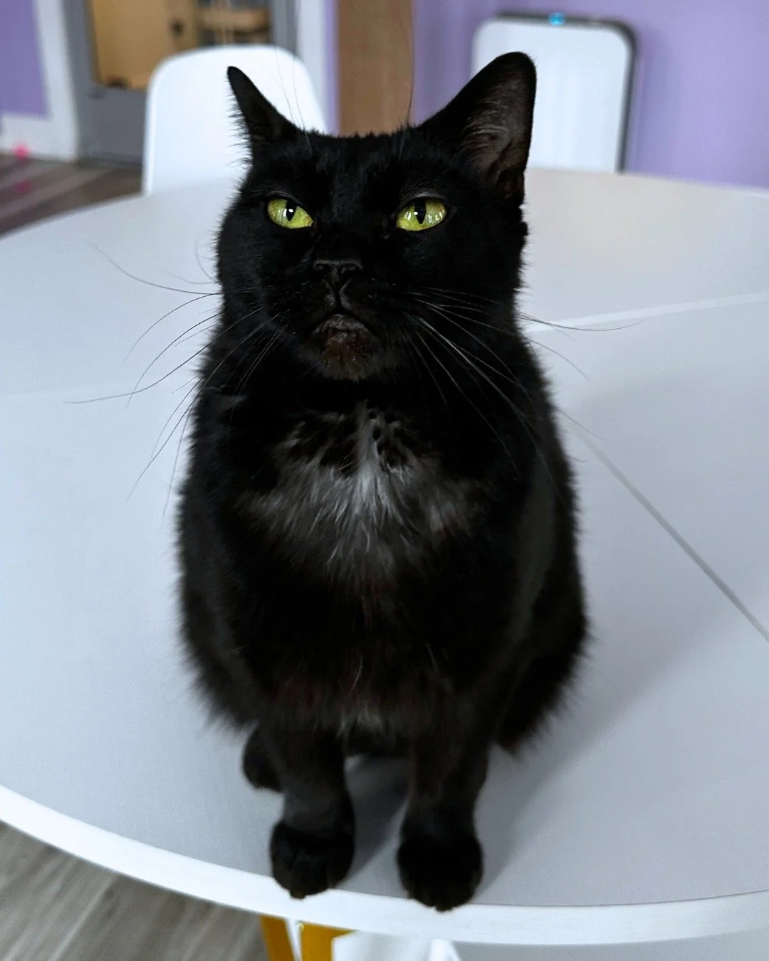 Happy Galentines Day! 💜

Raven, Butterfly, Gingham, Dove, and Nala are excited to celebrate it at the cafe with all of you! These sweet girls are all adoptable and looking for a special person to love. 

We highly recommend booking ahead for today a