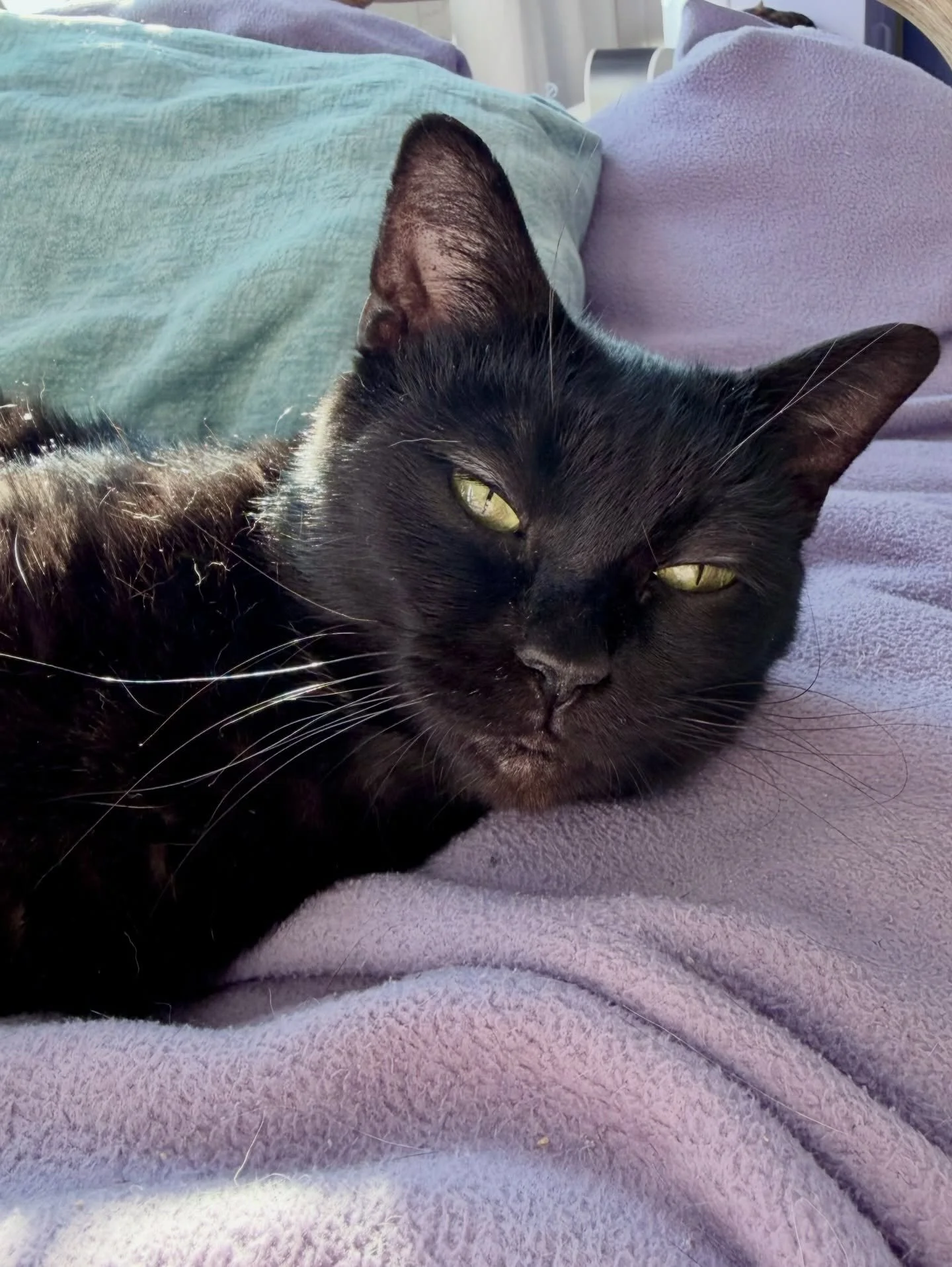 Meet Raven! 💜

She lived outside as a stray until a community member brought her in just before she gave birth to four kittens.

She protected her babies and helped them grow. Now she is ready for someone to care for her.

Sweet, gentle, and playful