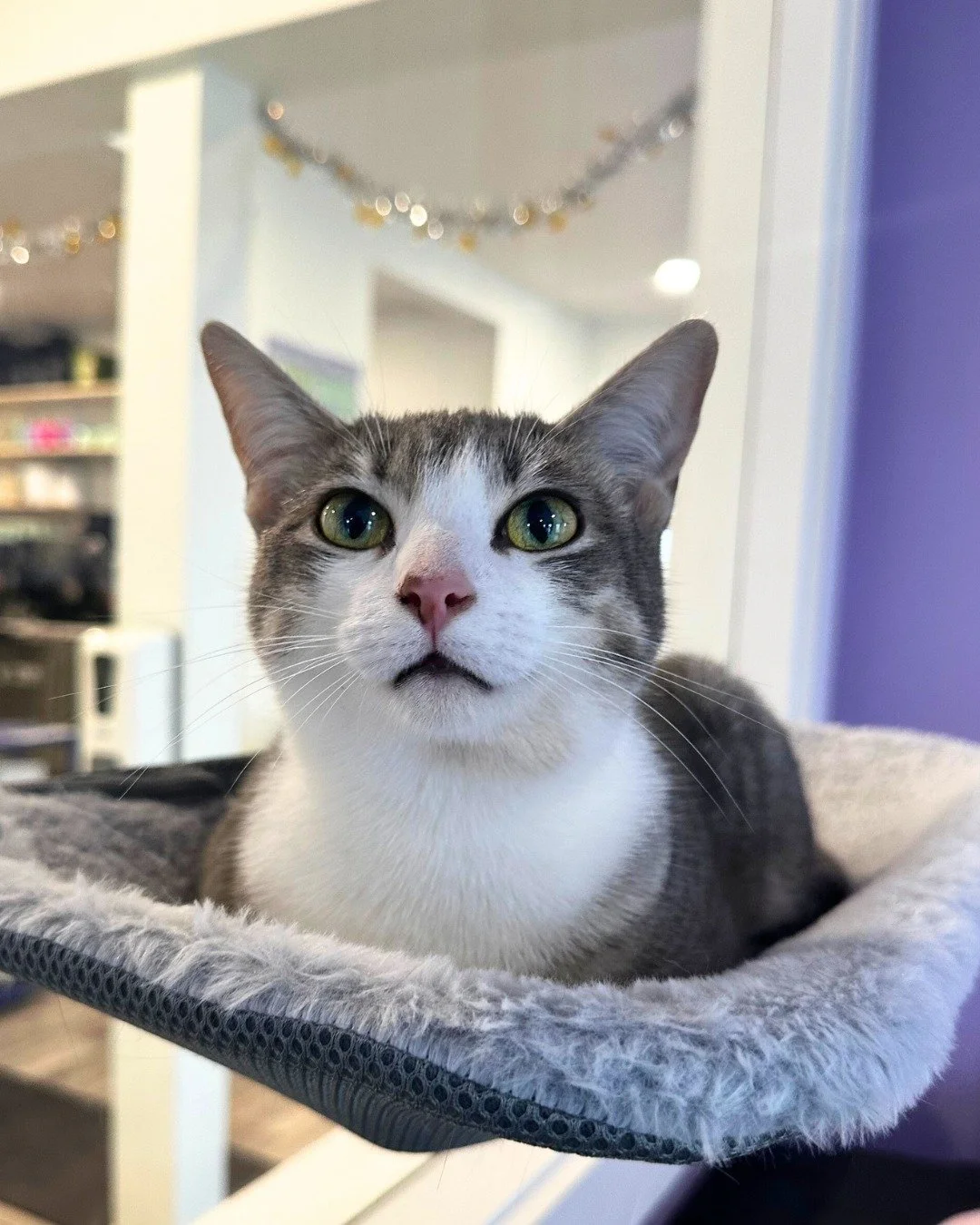 Zodiac Cats of the Month: Rosie and Josie! 🎏♓

These two sisters are the best of friends and so intuitive! Wherever you find one of them, the other is not far behind. Rosie loves to spend the day snuggled up with her head in the clouds while her sis