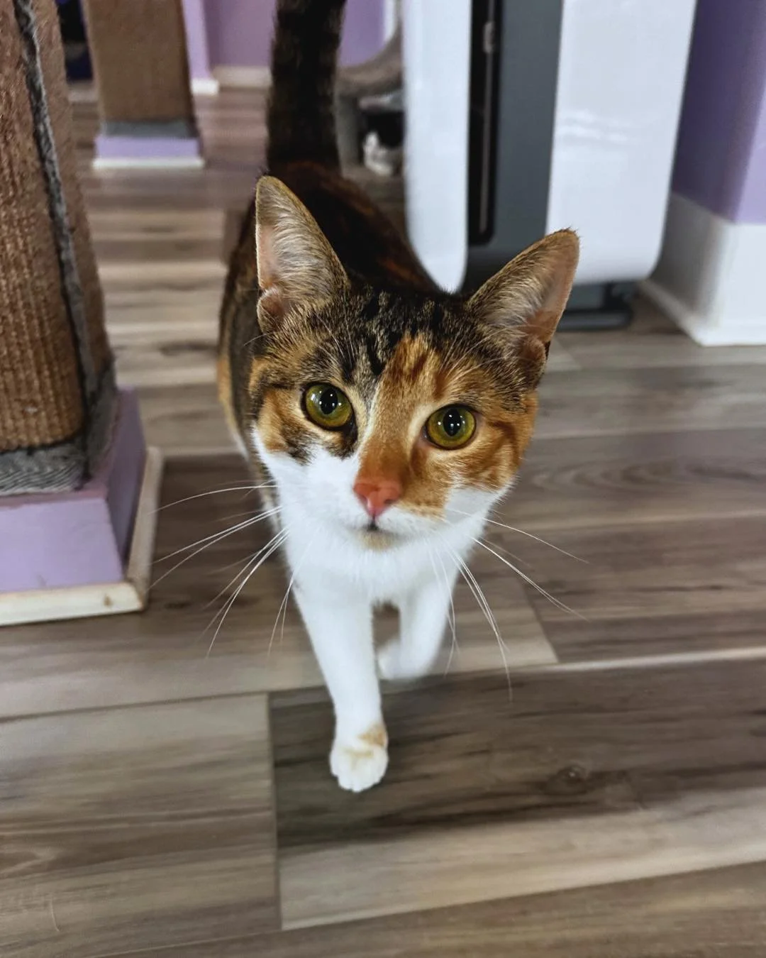 Say hello to Breezy Windmill! 💜

This gorgeous girl was found outside raising two litters of kittens with her sister. Once she warms up to you, she&rsquo;s sweet and playful. She loves cat trees and is always on the lookout for some pets. 

We usual