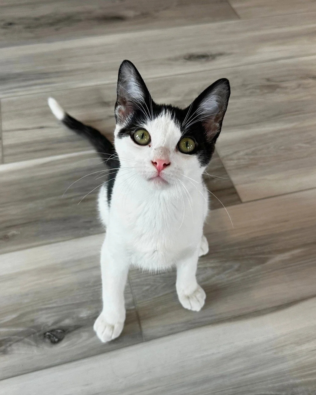 Need to get out some zoomies? Roomba loves to play! ✨

Visit the 🔗 in our bio to schedule a cat room visit to meet him. Walk-ins welcome as space allows!

📷: Roomba (Adoptable)
