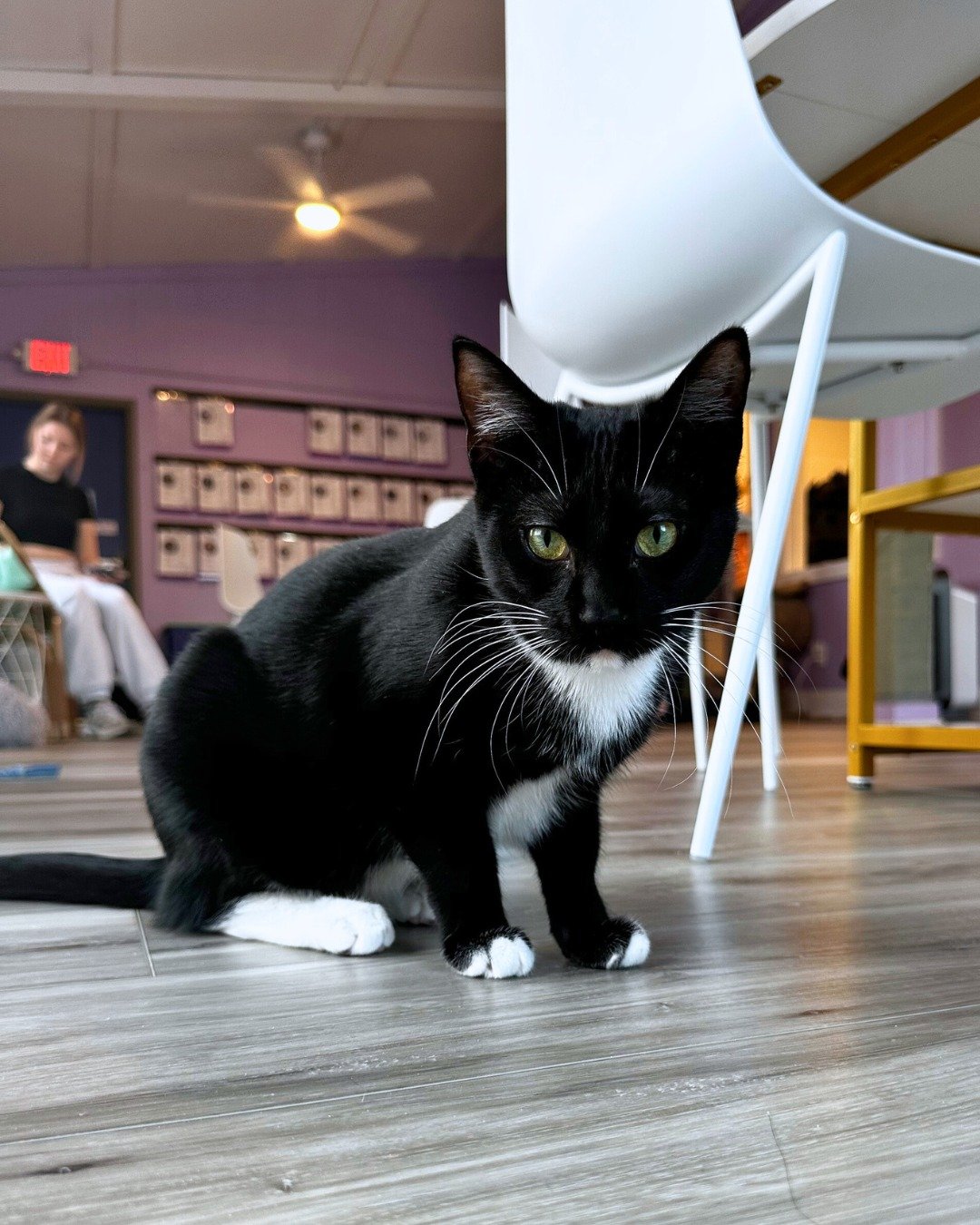 Murdoch is excited to meet you this weekend! ✨

This curious cat loves to play and is a huge fan of boxes. Whenever I go into the cat room he is always one of the first ones to to say hi! When he's not running up to you for some attention you'll find