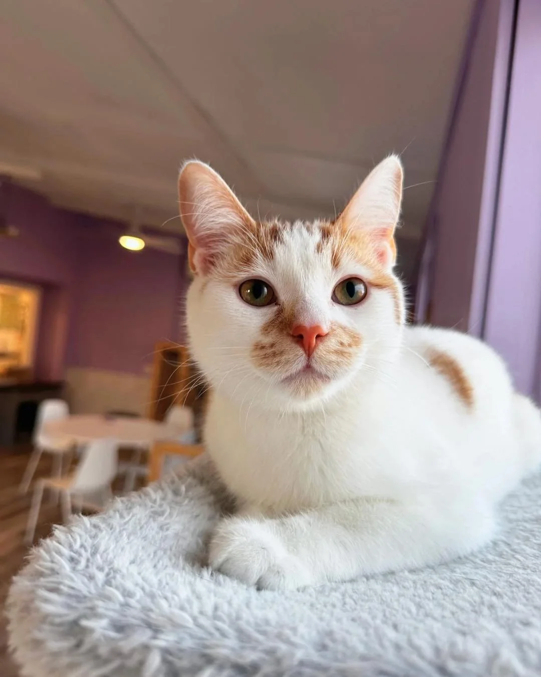 Neopolitan is on the look-out for you to come visit him next week! 💜

Check out the 🔗 in our bio to book your cat room visit. Walk-ins always welcome as space allows! 

🐱📷: Neopolitan (Adoptable)