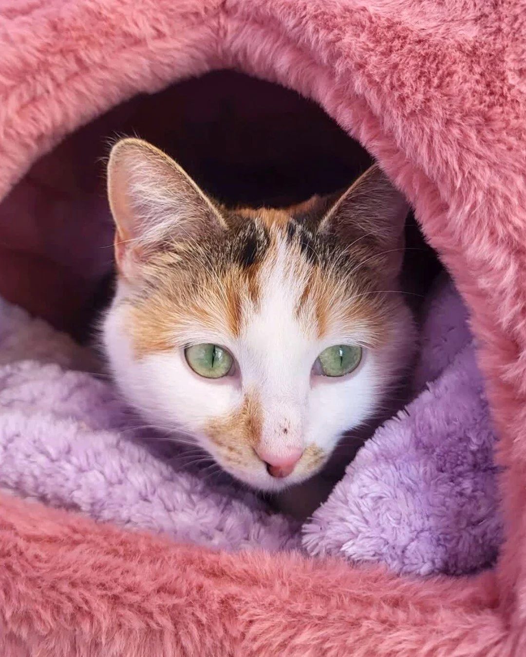 Happy International Rescue Cat Day! 💜

Sprinkles from @happyfeetpetrescue  and Echoes Across from @sbzcats are here to tell you about the rescue partners we work with!

Each of these rescues helps provide medical care, spay/neutering, and lots of lo