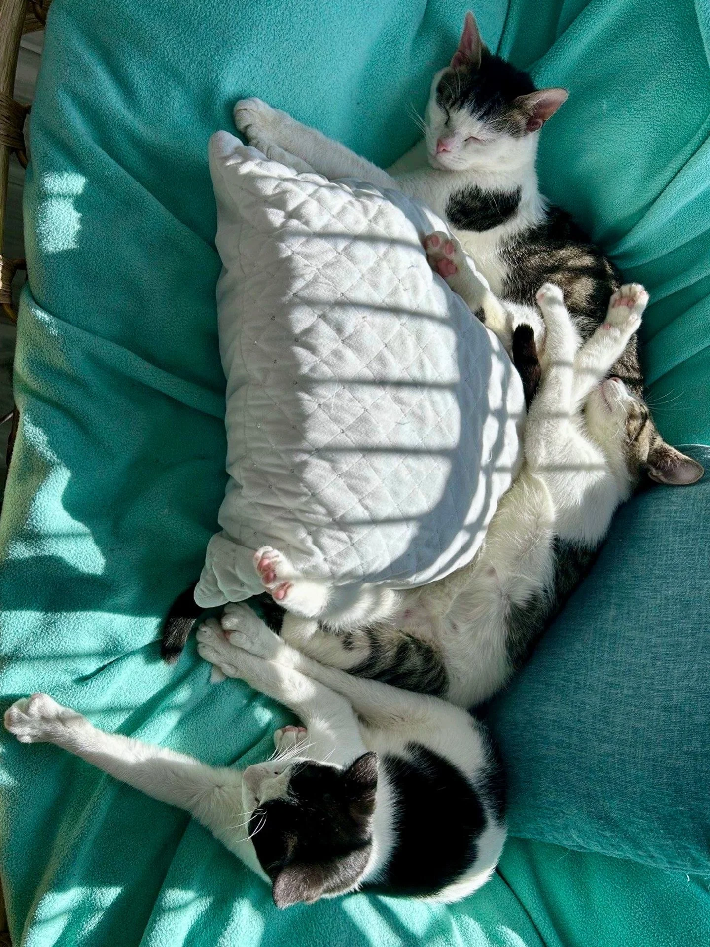 Tag a friend who&rsquo;d love to join this cuddle puddle! 😺💜