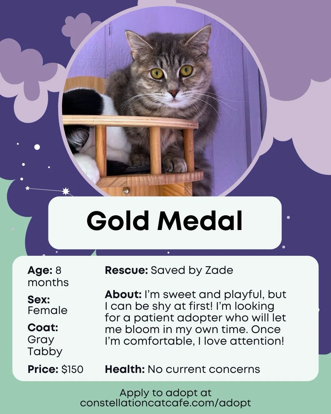 Spring showed up today and the cats were ready for it. 😺

Scroll to meet the adoptable crew currently at the cafe. View the rest through the 🔗 in bio!