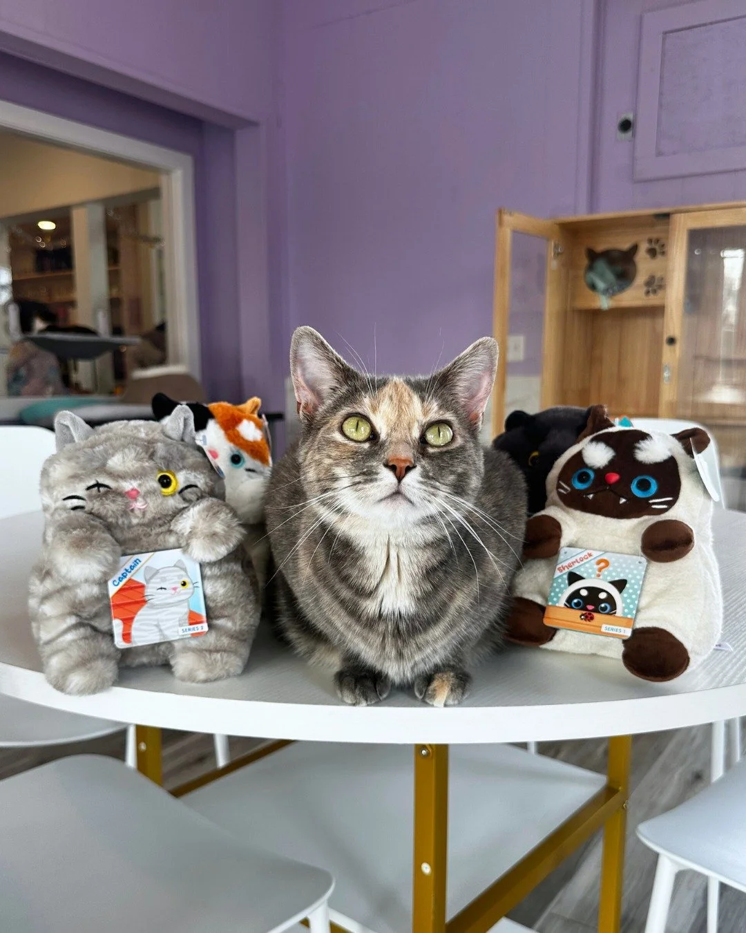 Cornbread is obsessed with our brand new plushies! 💜

Our silly girl is one of the most talkative cats we've ever had in the cat room and loves to be involved with everything going on. These Mewmew plushies are soft and cuddly, just like her! 

Each