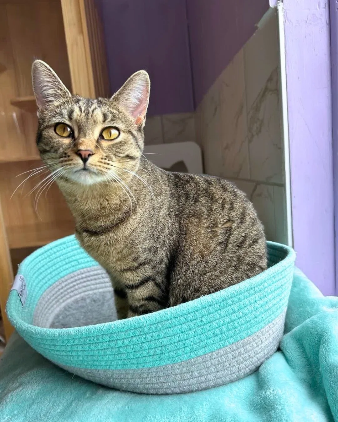 Hi, I&rsquo;m A Little Common! ✨

I was found outside eating potato chips with my brother who recently got to go home. I&rsquo;m still here at the cafe purratiently waiting for my new best friend to come and meet me! I love to play with wand toys alm