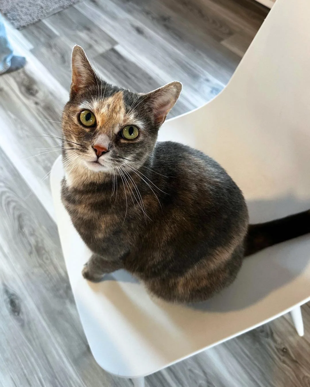 Happy International Women&rsquo;s Day from some of our sweet girls at the cafe! 💜

Cornbread, Truffle, Gold Medal, Layla, and Ivy are all looking for a home of their own. Visit the 🔗 in our bio to fill out an adoption application!