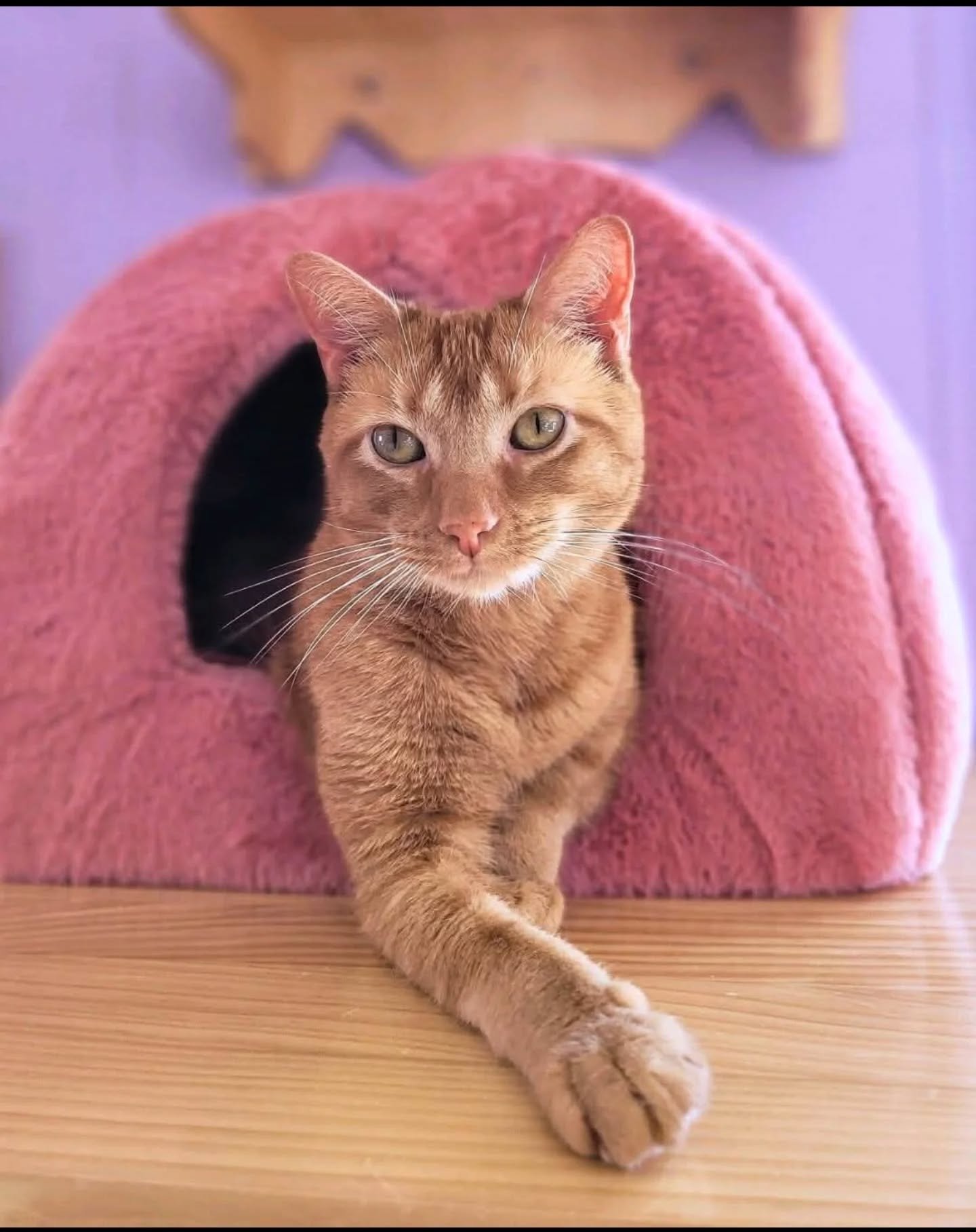 Our friend Sunrise is keeping cozy in the cat room knowing her food bowl is filled, water never runs out, litter is always scooped, and there's plenty of toys to catch! For this to happen, we spend on average $6 a day per cat (about $150 per day if w