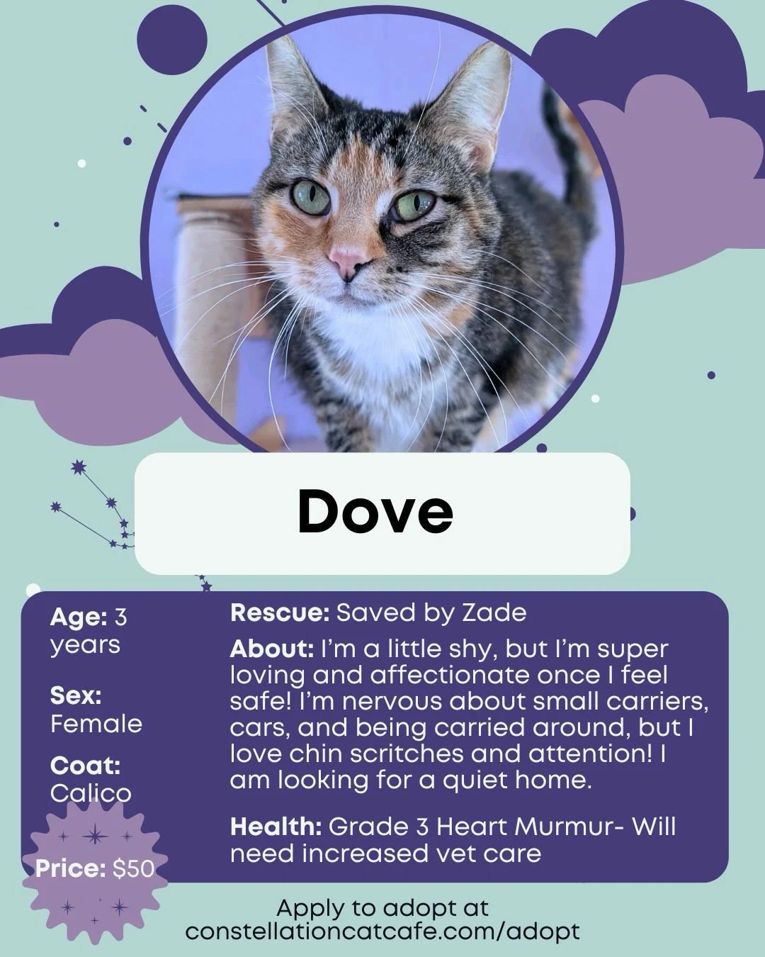 Rainy day = perfect day to meet the cats. 💜

Our longest resident, Dove, is still waiting and part of her adoption fee is sponsored. She is just $50.

Book a visit at the 🔗 in bio! 😺