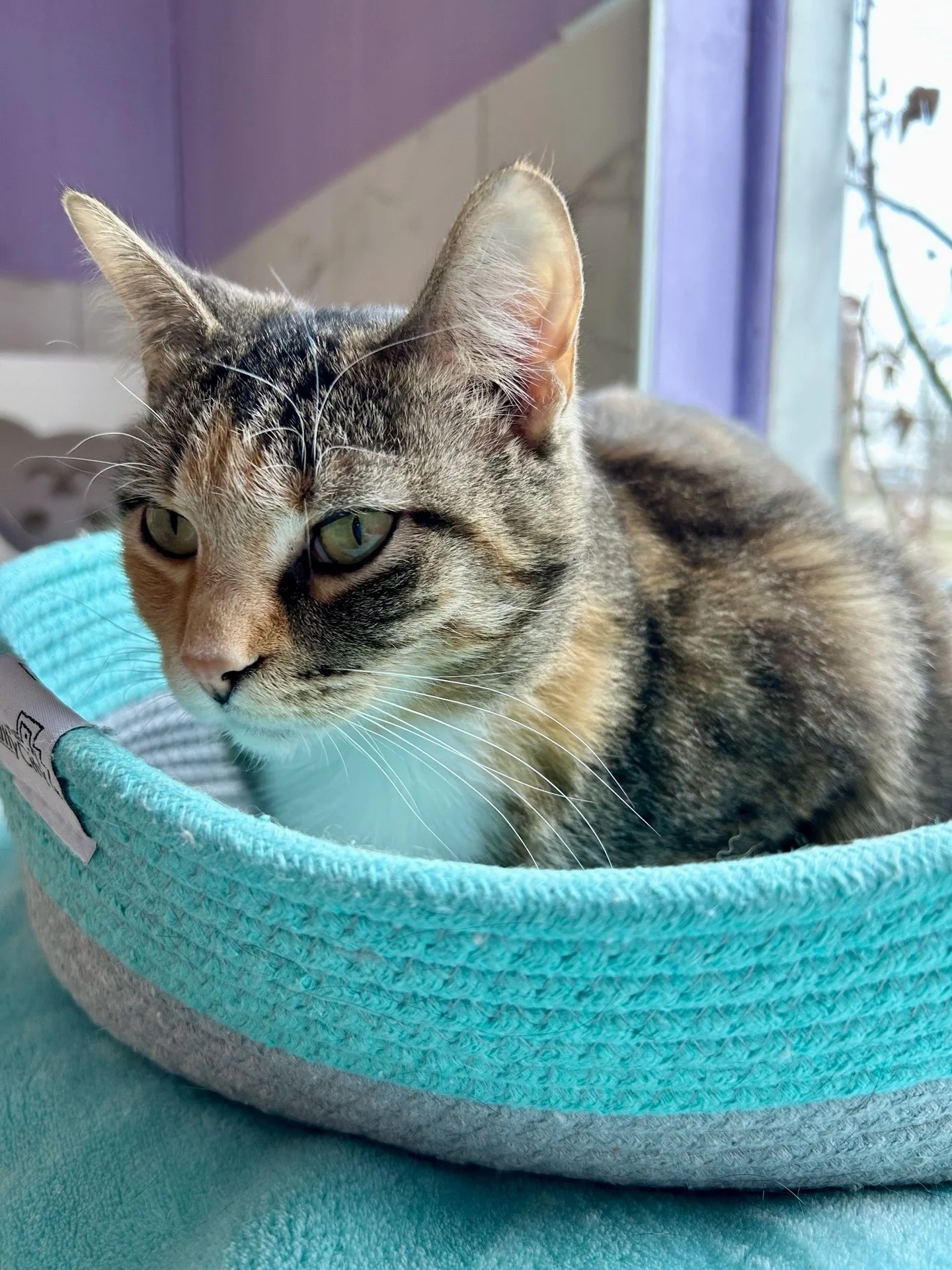 Meet Dove, our current longest resident at the cafe. 🕊️

She is a shy but very loving three year old calico who enjoys calm affection and chin scritches. 💜

Dove briefly trained to be a donor cat at a cat blood bank before a heart murmur was discov