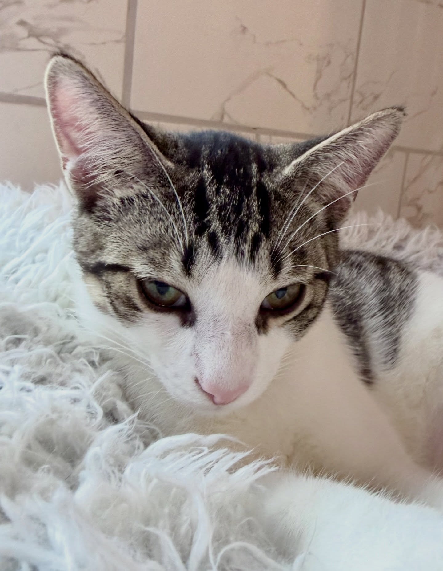 Meet Mr. Purrista. 😺

This friendly, playful boy came to us after someone left him and his siblings on a dirt road. They&rsquo;ve both found homes, but he&rsquo;s still here waiting for his.

He loves people, does well with kids, and is happiest wit