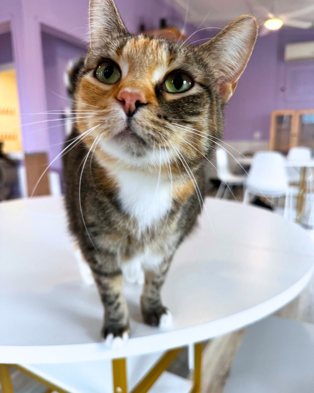 Dove and her friends are running low on their food and she's proposed a deal. 1 nose boop from Dove for every 1 can of wet food donated? 

Check out our wishlist from our next door neighbors, @preusspets to help us stock up on Nutrisource Cat &amp; K