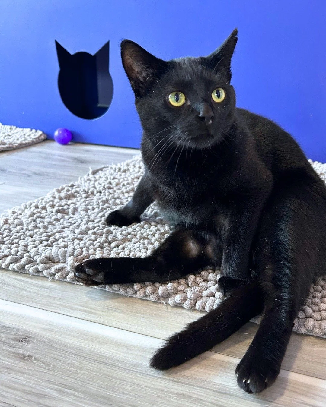 Road House is getting into the Chonky Cat spirit! Visit him when you stop by the cafe to cast your in-person votes for our March Madness style bracket. 💜

Need a chonk of  your own? Road House is adoptable! Fill out an application at the 🔗 in bio.