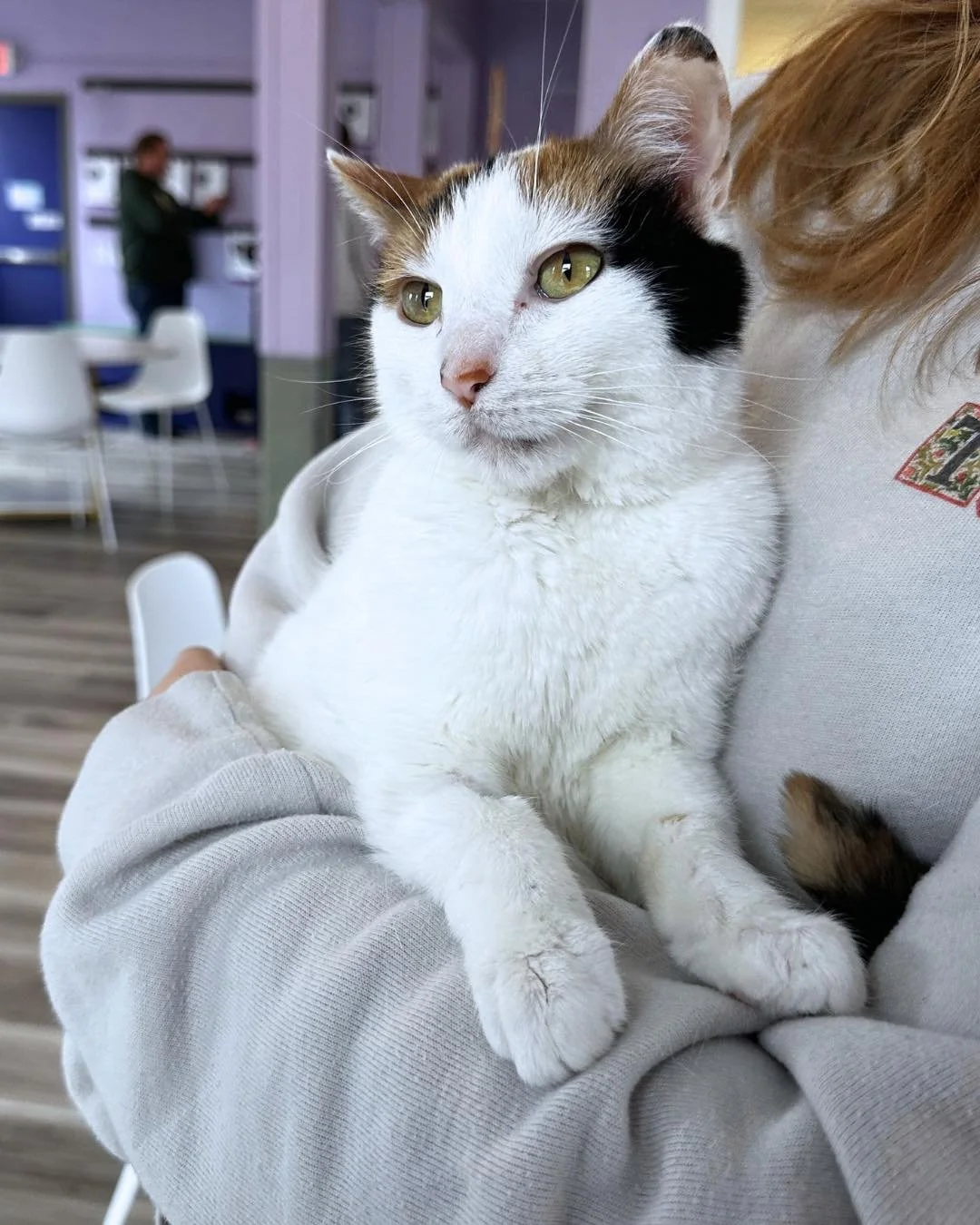 Gumdrop is wondering when you&rsquo;re coming in to cuddle her! 💜

Visit the 🔗 in bio to book your snuggle sesh. Walk-ins always welcome as space allows! 

🐱📷: Gumdrop (Adoptable, bonded with her sister Jello)