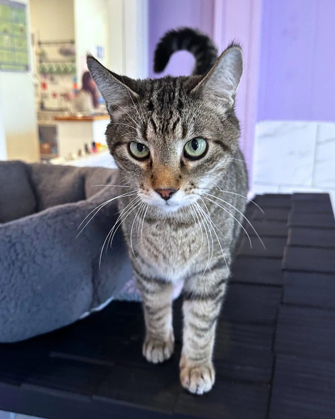 Our social media team is busy counting Chonky Cat votes for the Sweet Sixteen, but our Chonky Assistant Flynn is here to keep you company in the meantime! 

Check out the 🔗 in bio to book a visit with this big boy. Walk-ins always welcome as space a