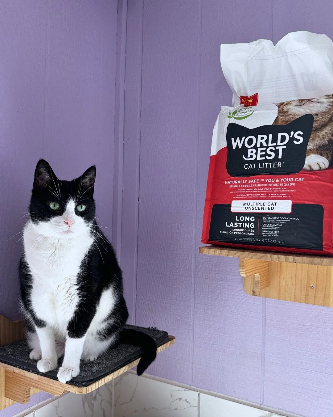 Bella keeps @worldsbestcatlitter on her shelf and thinks you should too! 

Thanks to the #givelitter program, our shelves are stocked with a clean and eco-friendly litter that makes our rescue cats feel safe and well-loved. 

🐱📷: Bella (Adoptable, 