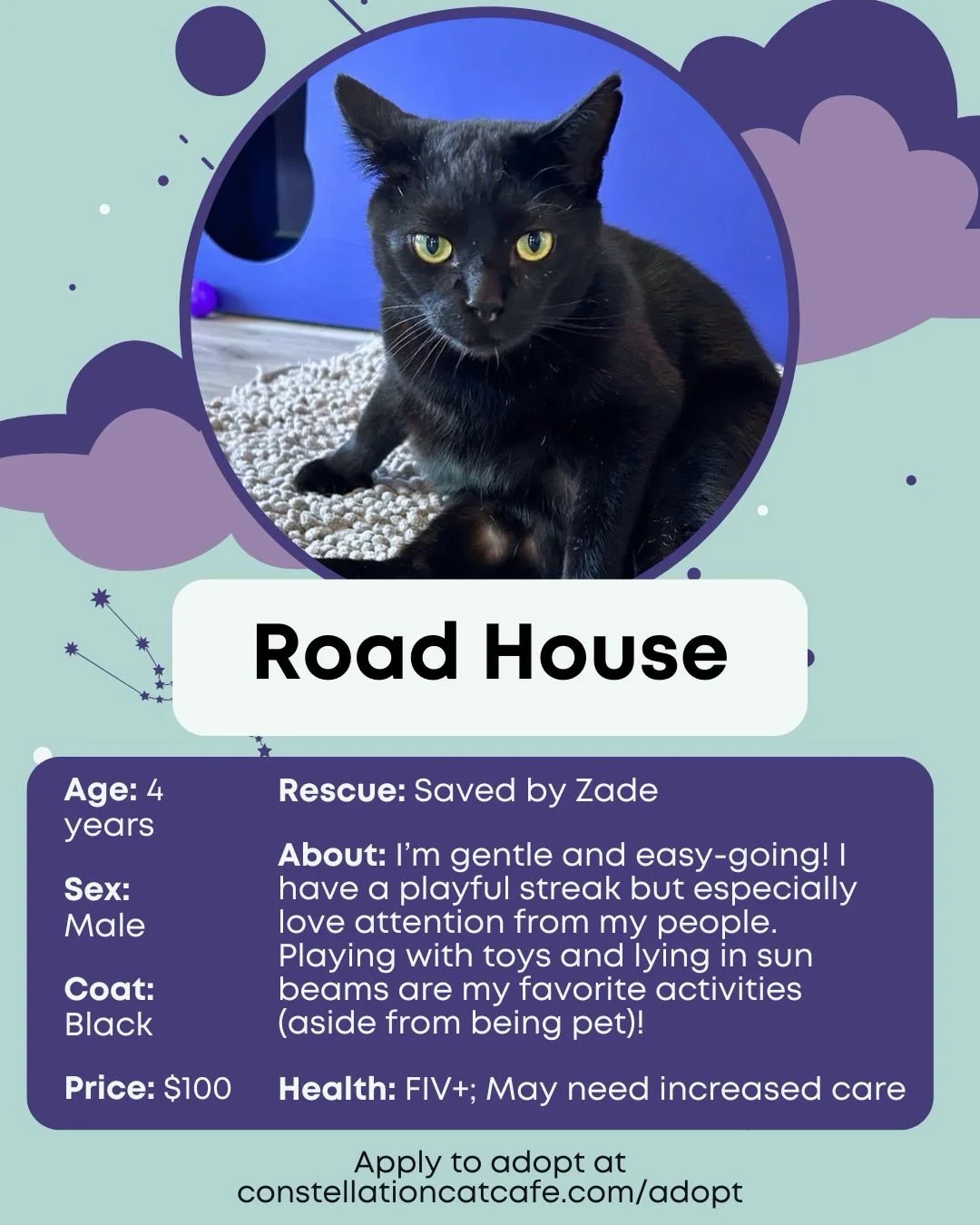 April means rainy days and new faces at the cafe. 💜

🔗 in bio to book your next visit and spend time with your future best friend. 😺✨